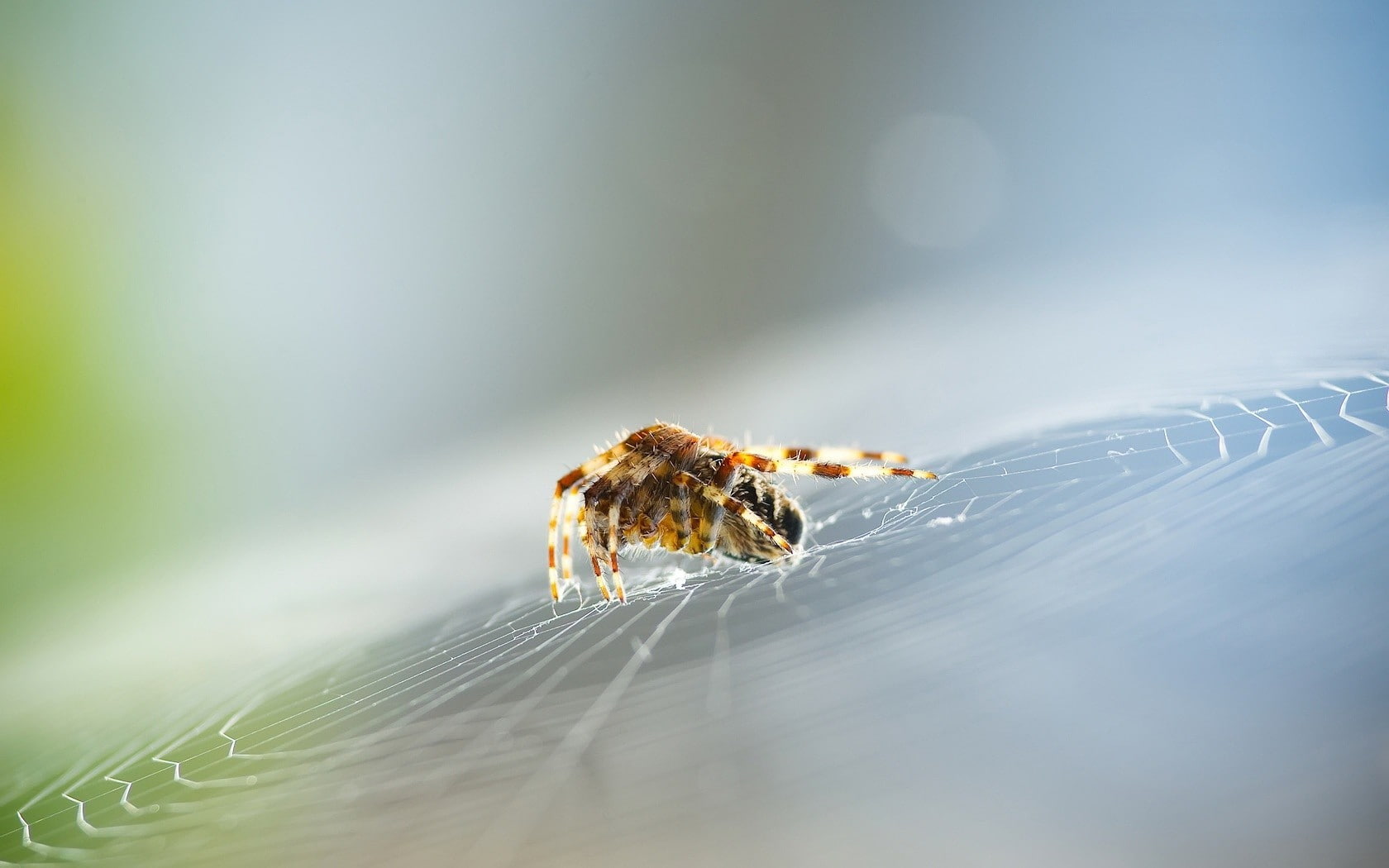 spider, blurred, insect, 720P, spiderwebs, macro, bokeh, animals, HD Wallpaper