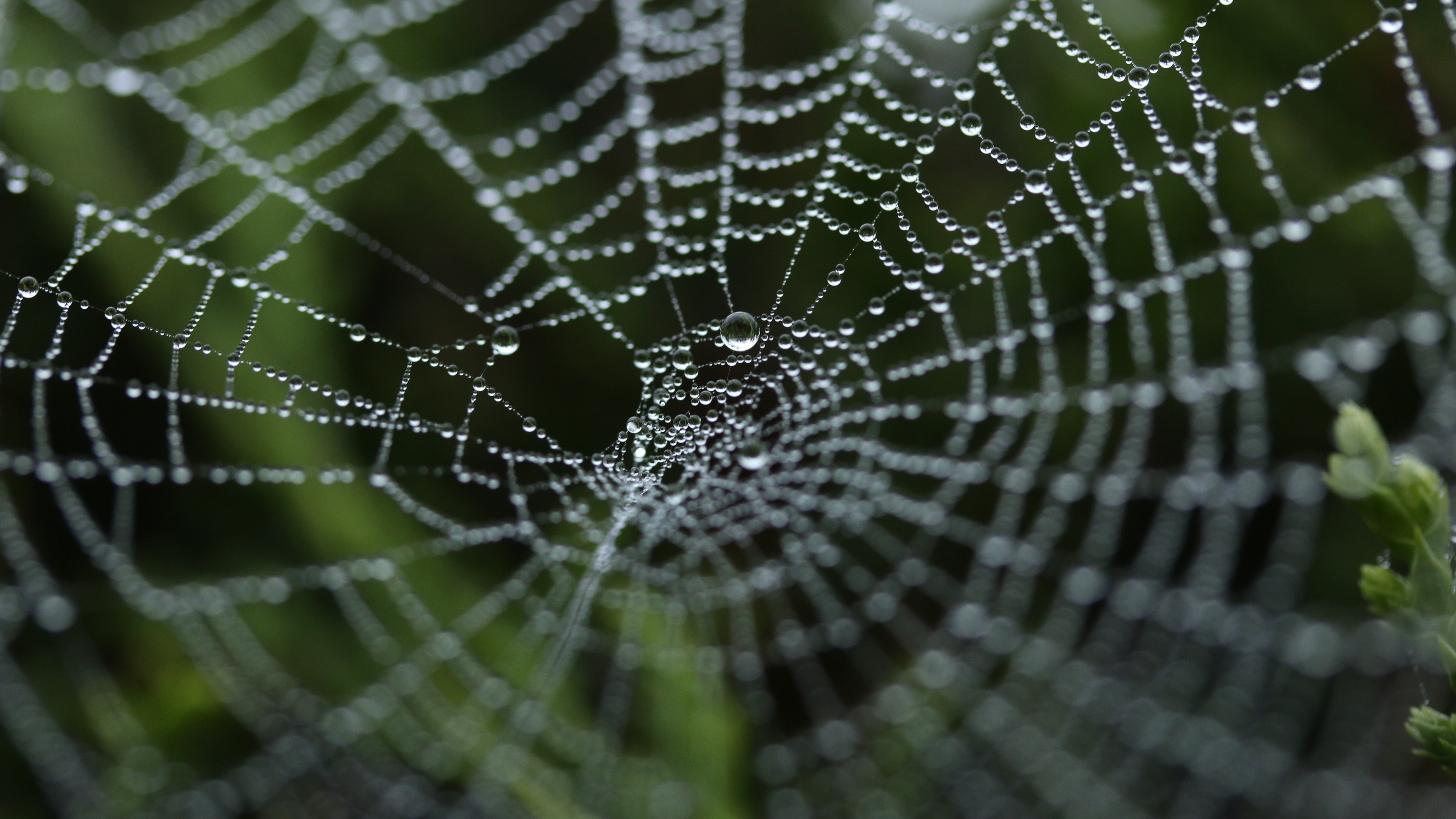 spiderwebs, 4K, animals, spider, HD Wallpaper