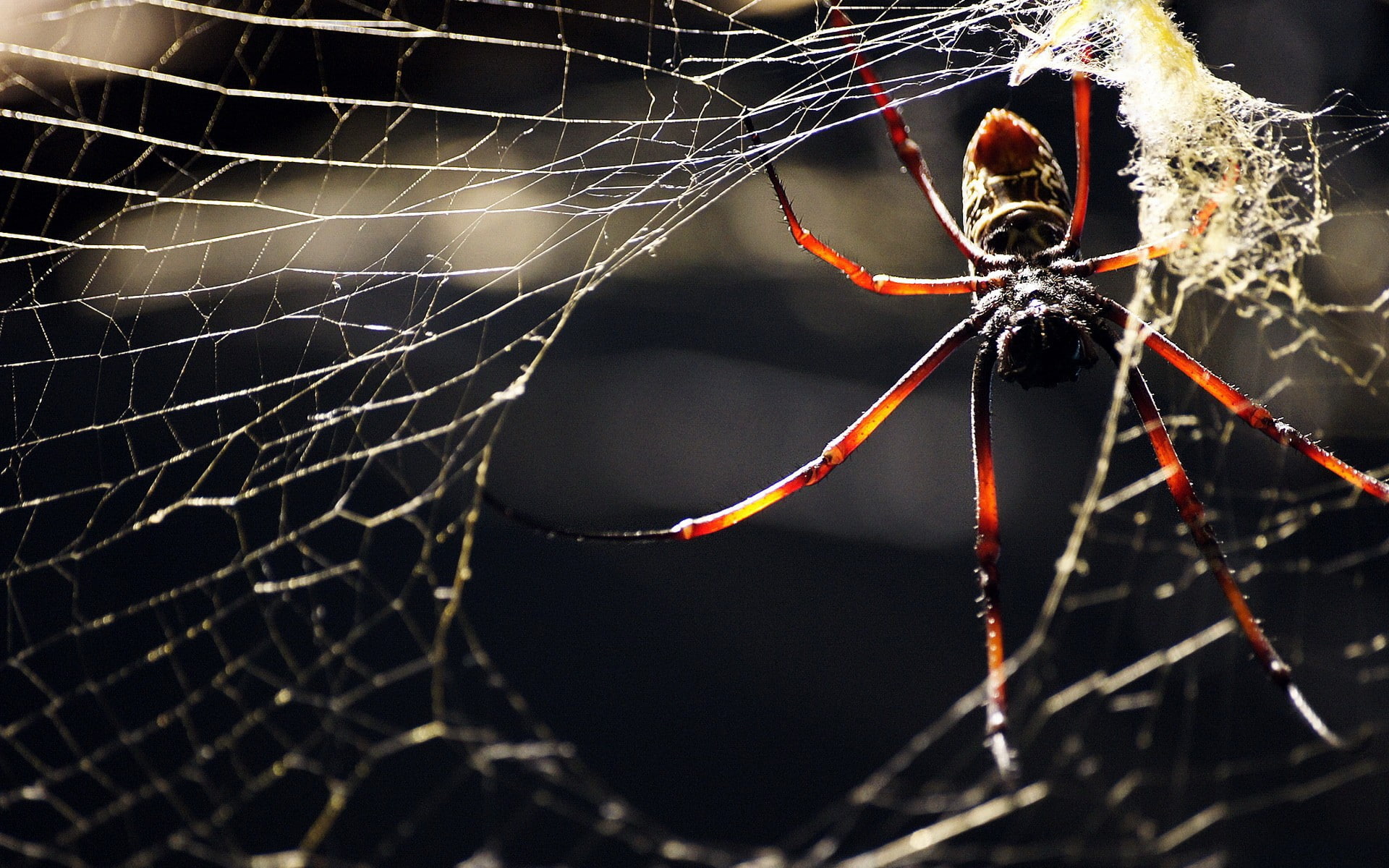 spider, 1080P, spiderwebs, animals, macro, HD Wallpaper