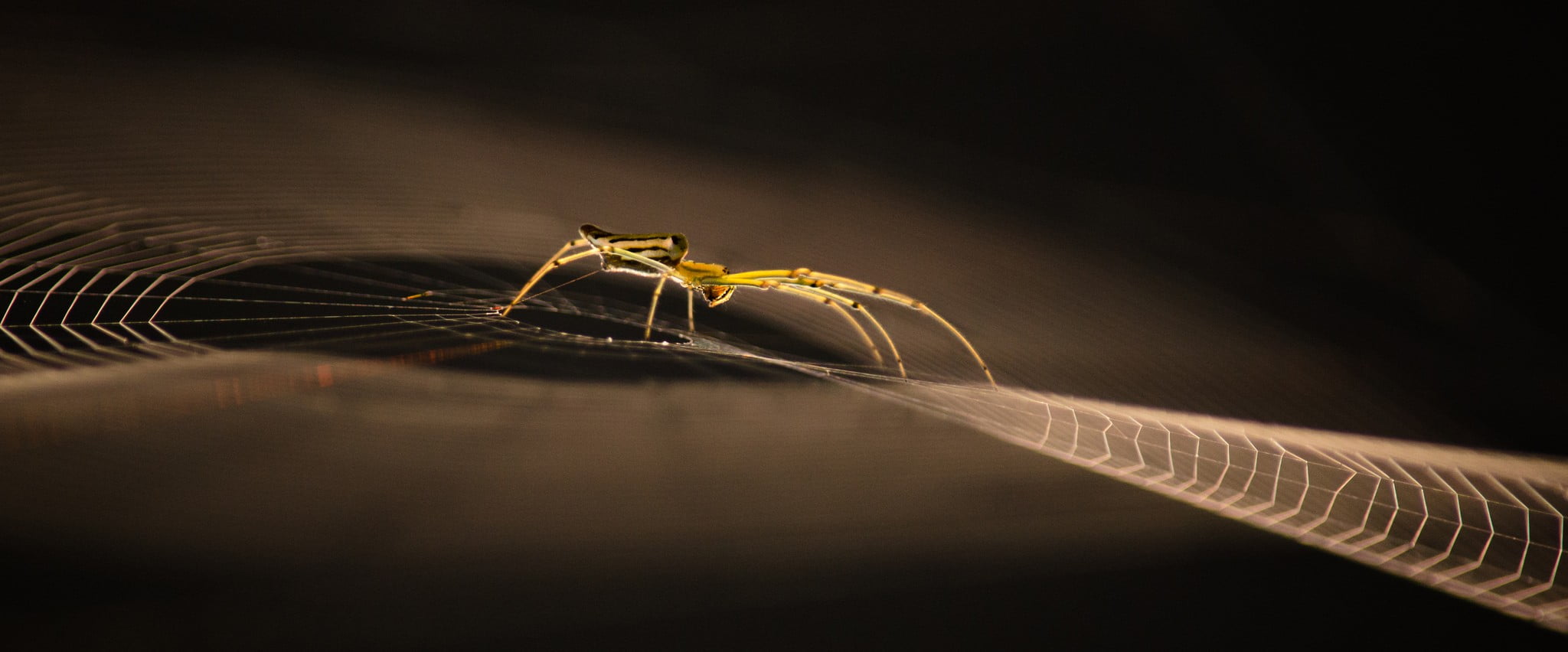animal leg, spiderwebs, black background, animals in the wild, 1080P, limb, zoology, invertebrate, photography, arthropod, close-up, animal body part, HD Wallpaper