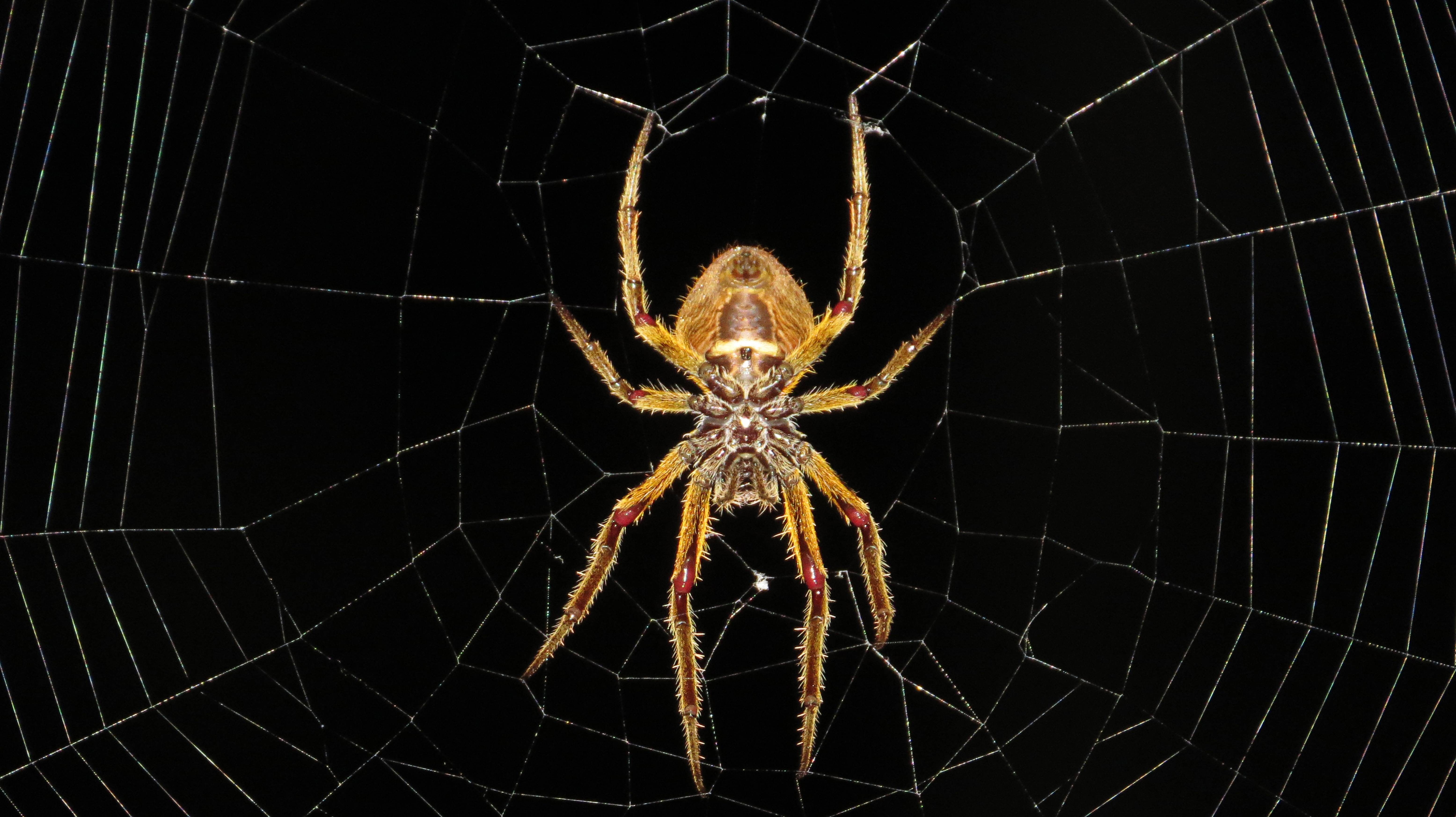 spiderweb, cobweb, insect, colombia, 5K, macro, spider, HD Wallpaper