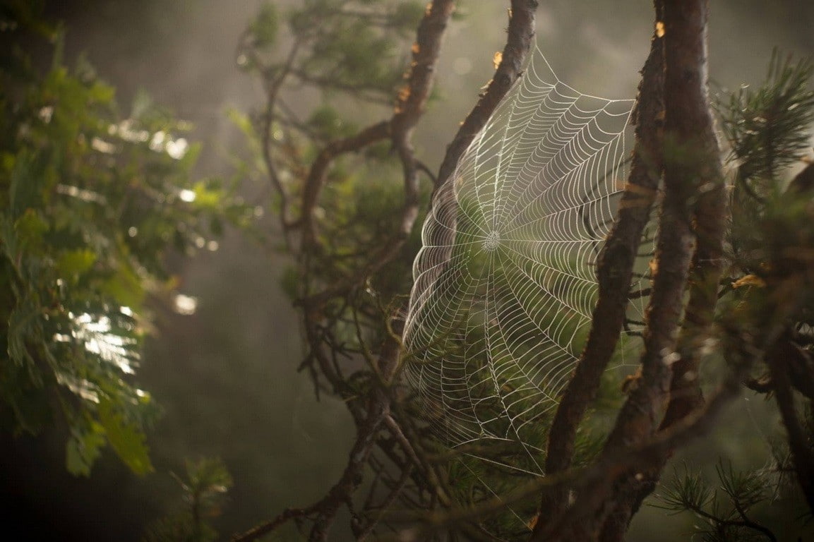 branch, outdoors, rainforest, plant, fragility, complexity, tree, beauty in nature, spider web, tranquility, growth, nature, woodland, 480P, vulnerability, HD Wallpaper