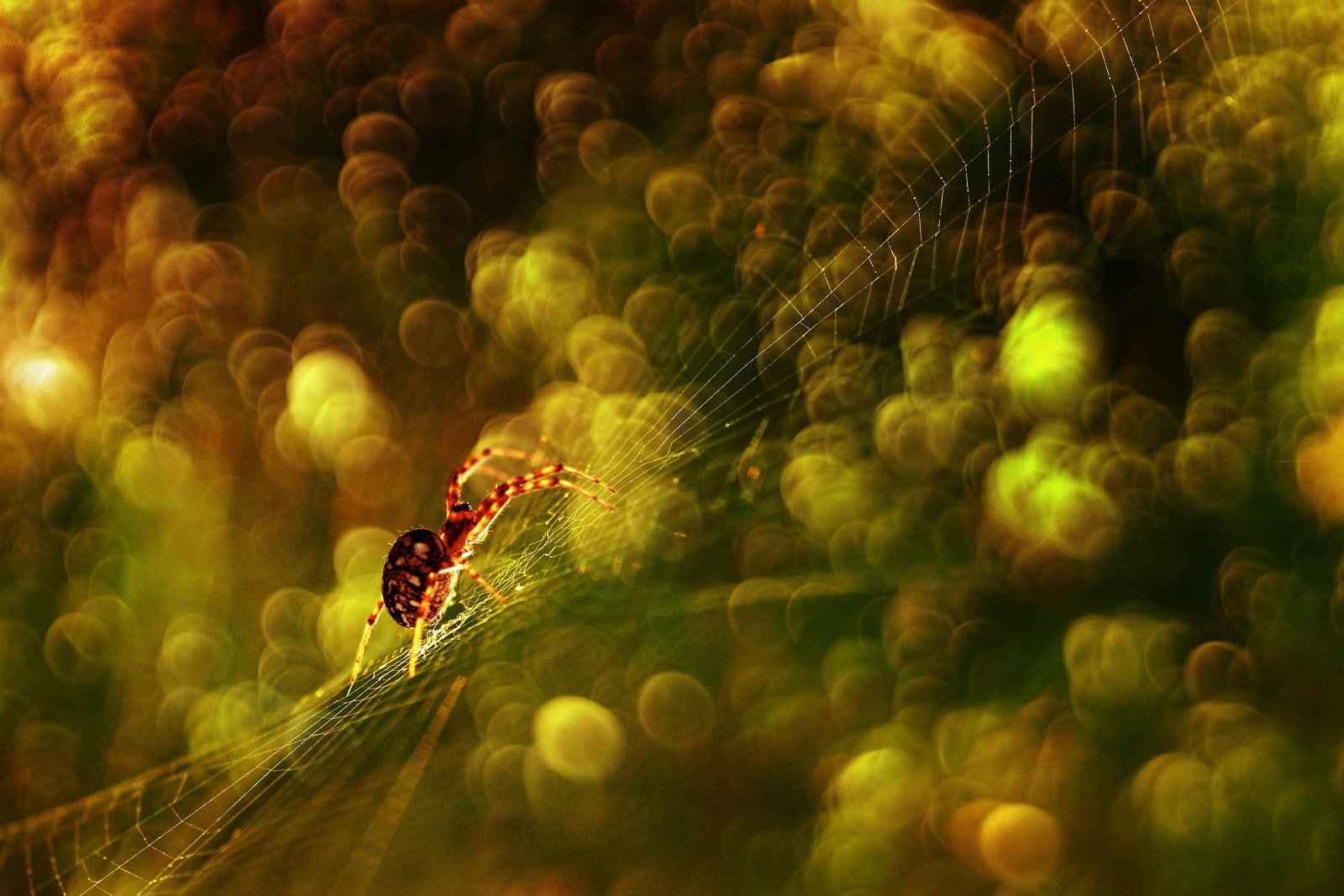 insect, plant, outdoors, arthropod, nature, animals in the wild, spider, macro, animal themes, flying, house, 720P, beauty in nature, invertebrate, arachnid, HD Wallpaper