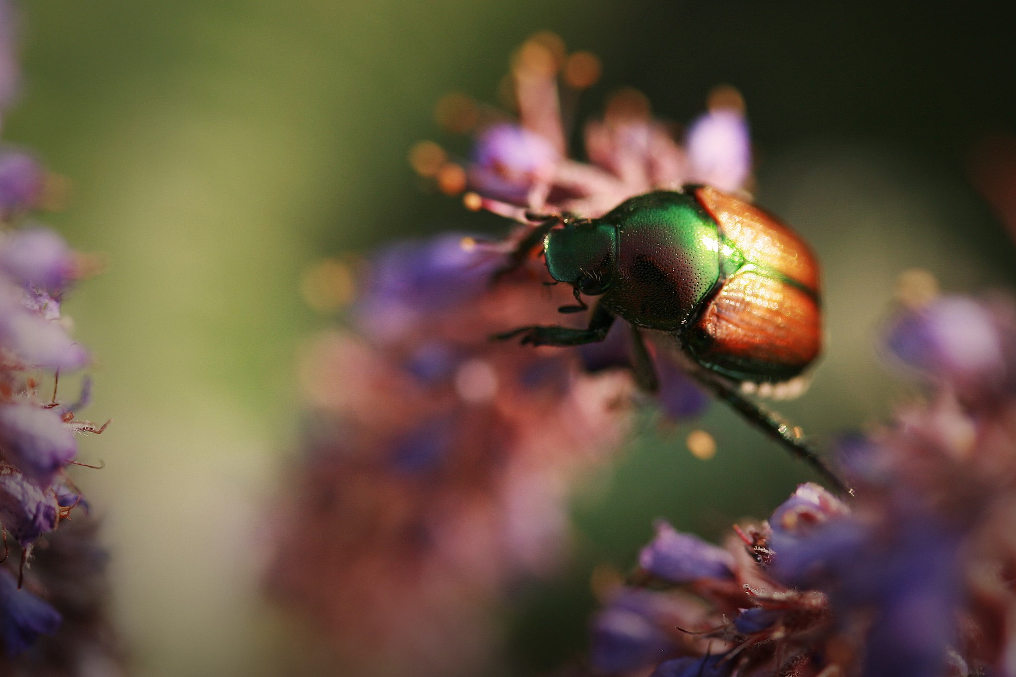 animal wildlife, purple, nature, fragility, close-up, flower, beauty in nature, one animal, growth, outdoors, invertebrate, animals, focus on foreground, HD Wallpaper