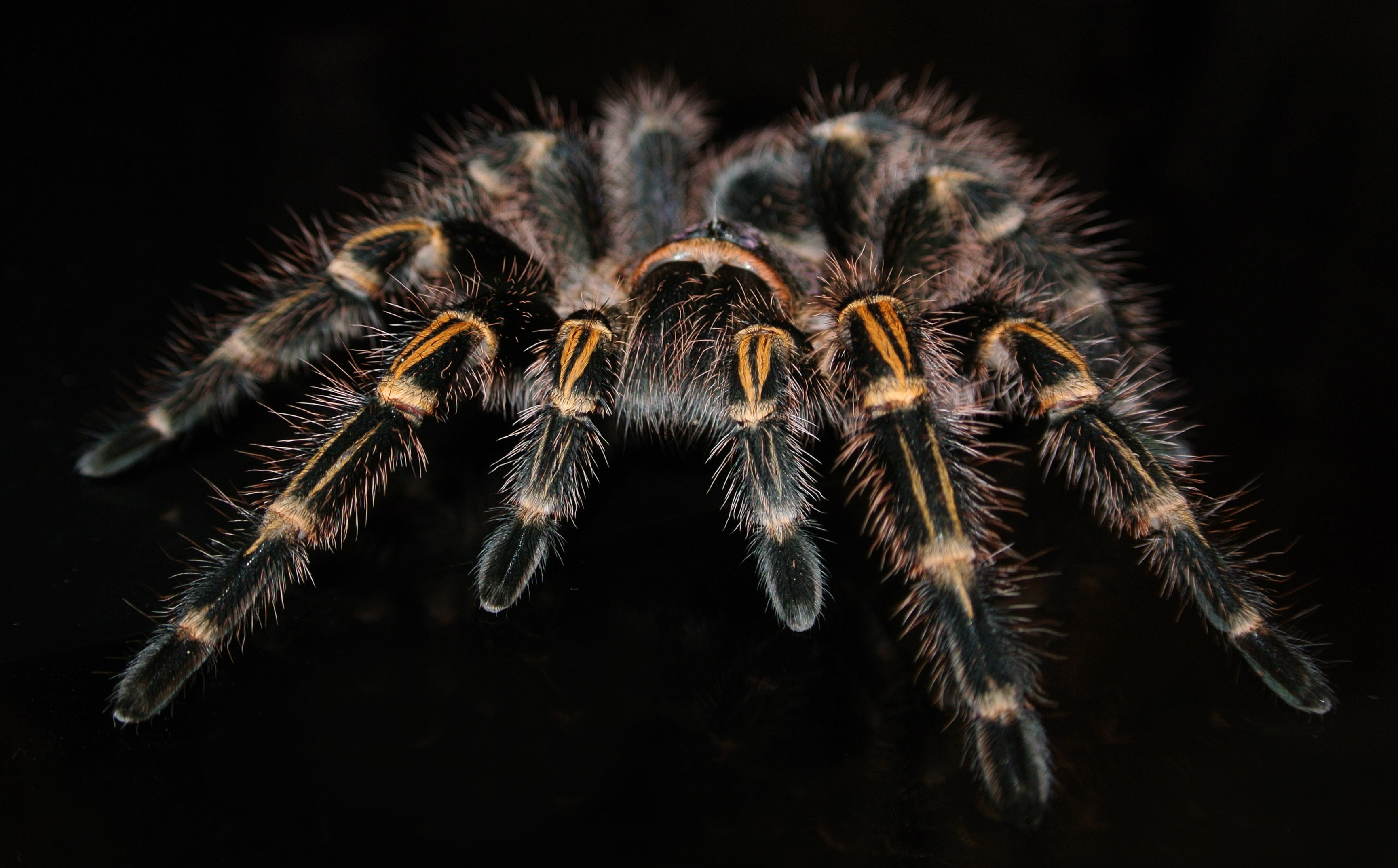 spider, invertebrate, no people, animal themes, pulchripes, closeup, animal wildlife, arachnid, 2K, black background, exotic, indoors, arthropod, tarantula, HD Wallpaper