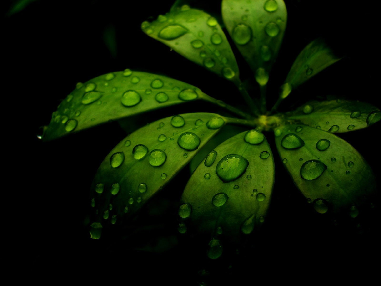 720P, closeup, leaves, plants, water drops, HD Wallpaper