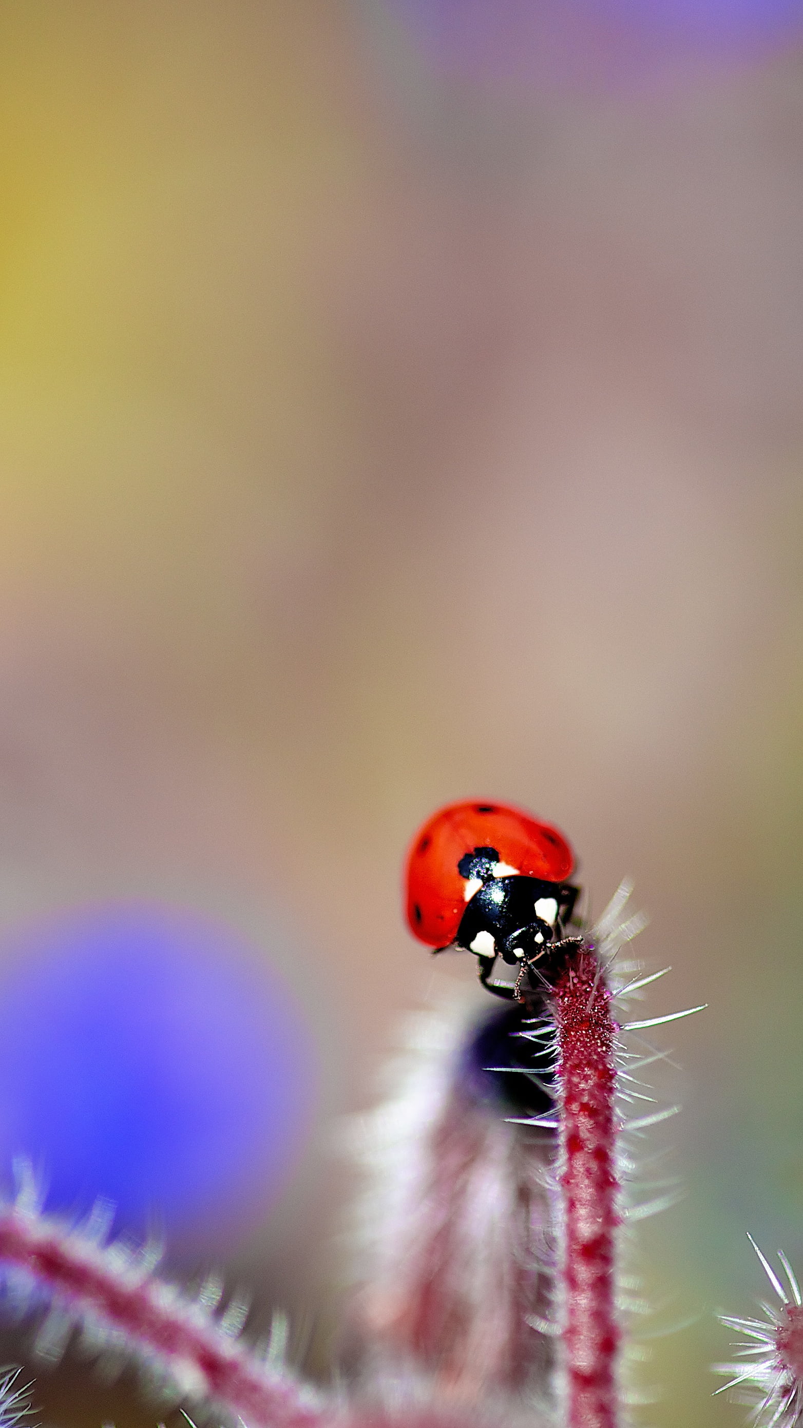 green Color, summer, spotted, red, 2K, macro, nature, plant, environment, ladybug, close-up, beauty In Nature, beetle, selective, focus, small, selective focus, Phone HD Wallpaper