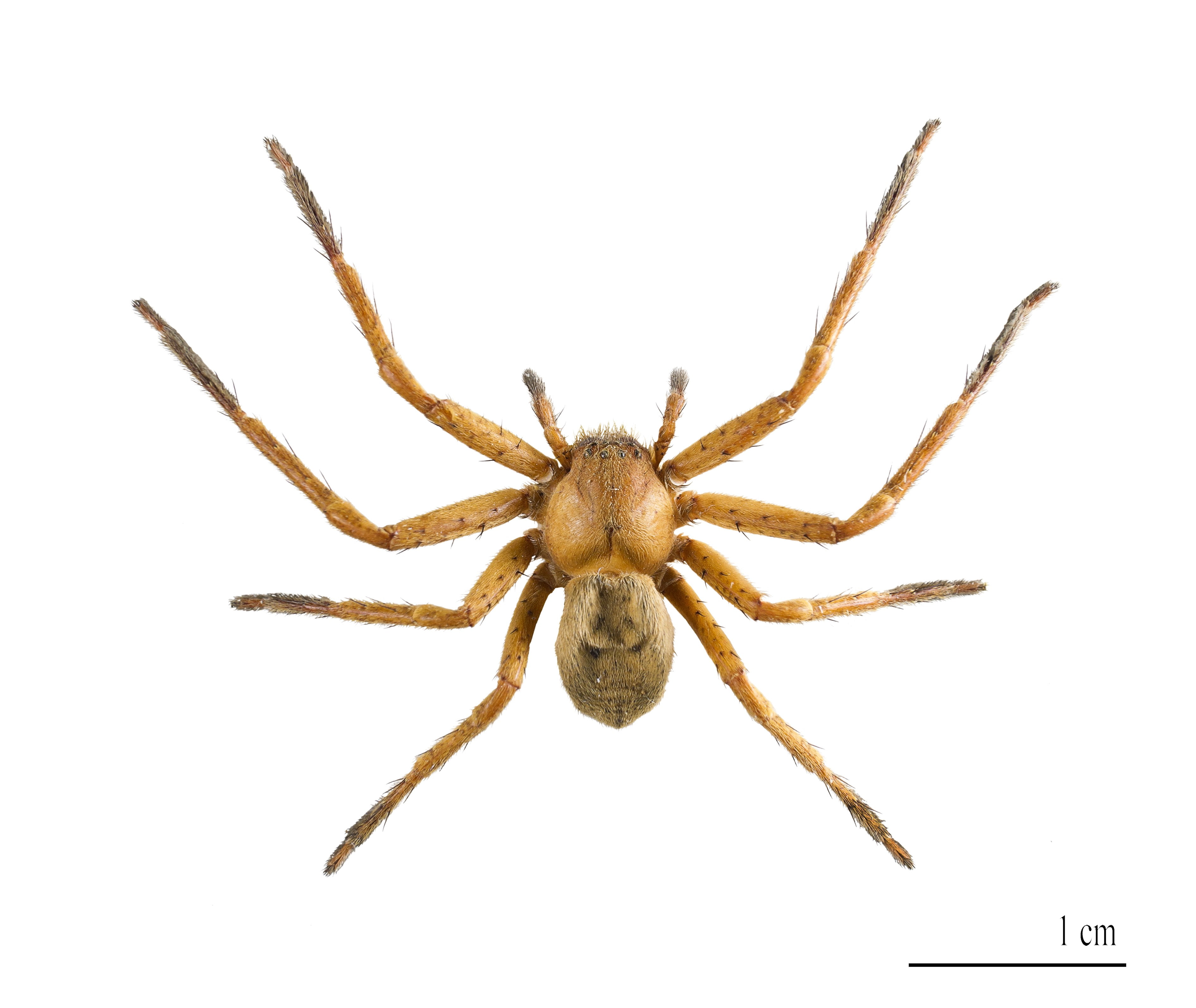 animal body part, white background, 2K, brown, cut out, animals in the wild, indoors, directly above, animal leg, close-up, animal, arachnid, arthropod, HD Wallpaper