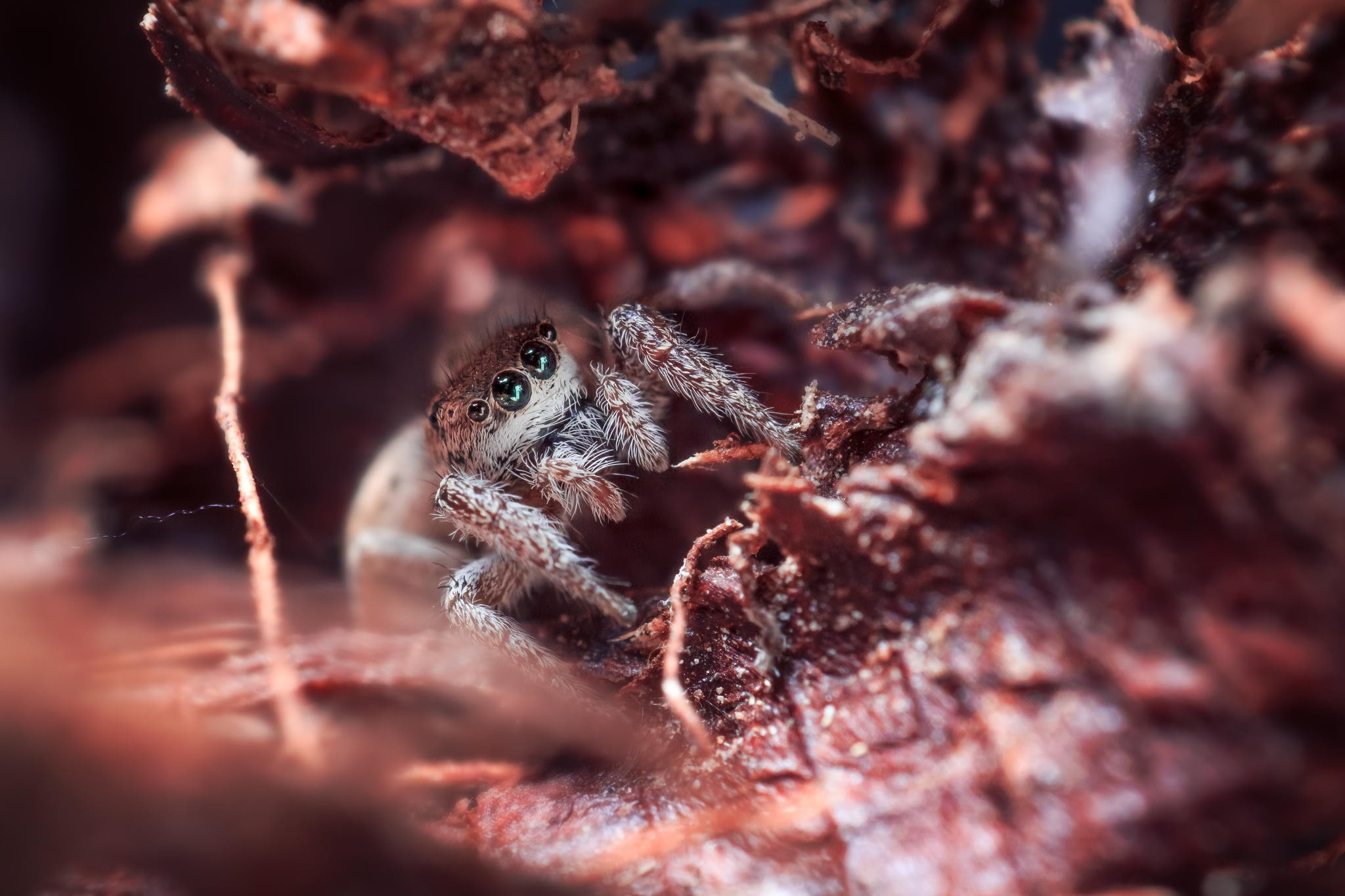 arachnid, 1080P, selective focus, eye, no people, jumping spider, animal body part, animal eye, insect, arthropod, close-up, animals in the wild, animal, HD Wallpaper