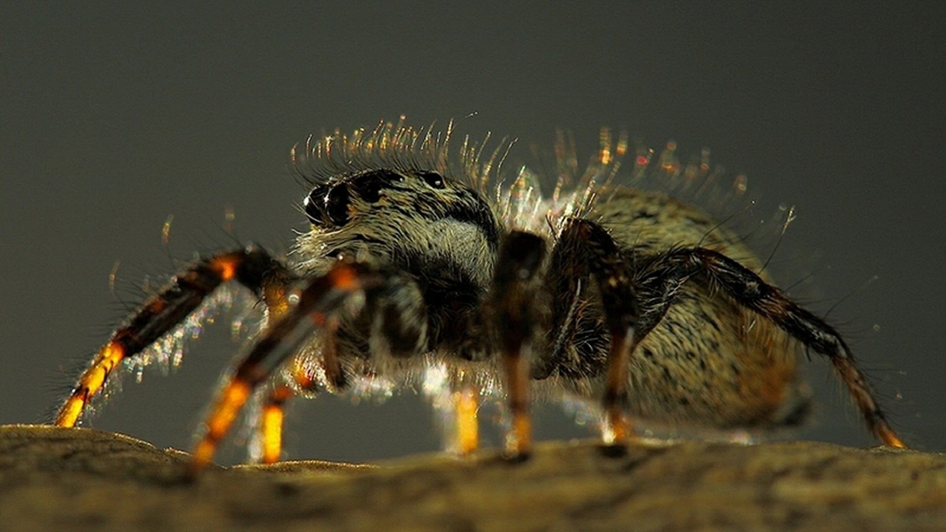 invertebrate, day, arachnid, black, outdoors, spider, no people, plush, tiger, arthropod, animals in the wild, close-up, toy, one animal, 1080P, insect, HD Wallpaper