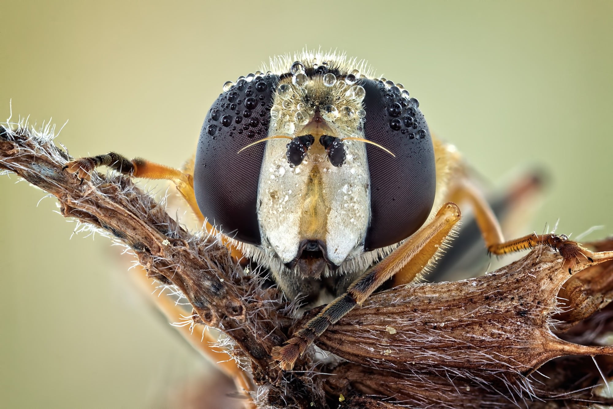 extreme close-up, no people, animals in the wild, day, arachnid, invertebrate, focus on foreground, plant, close-up, animal themes, animal eye, nature, HD Wallpaper