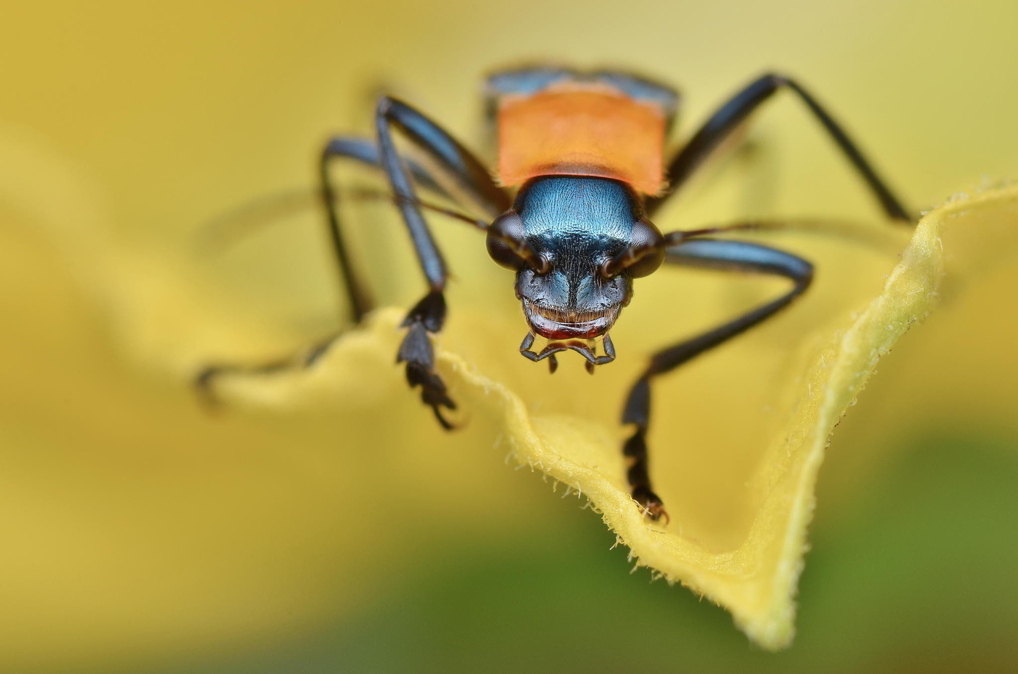 invertebrate, yellow, depth of field, leaf, animal, focus on foreground, day, 1080P, one animal, leaves, nature, insect, macro, selective focus, animal eye, HD Wallpaper