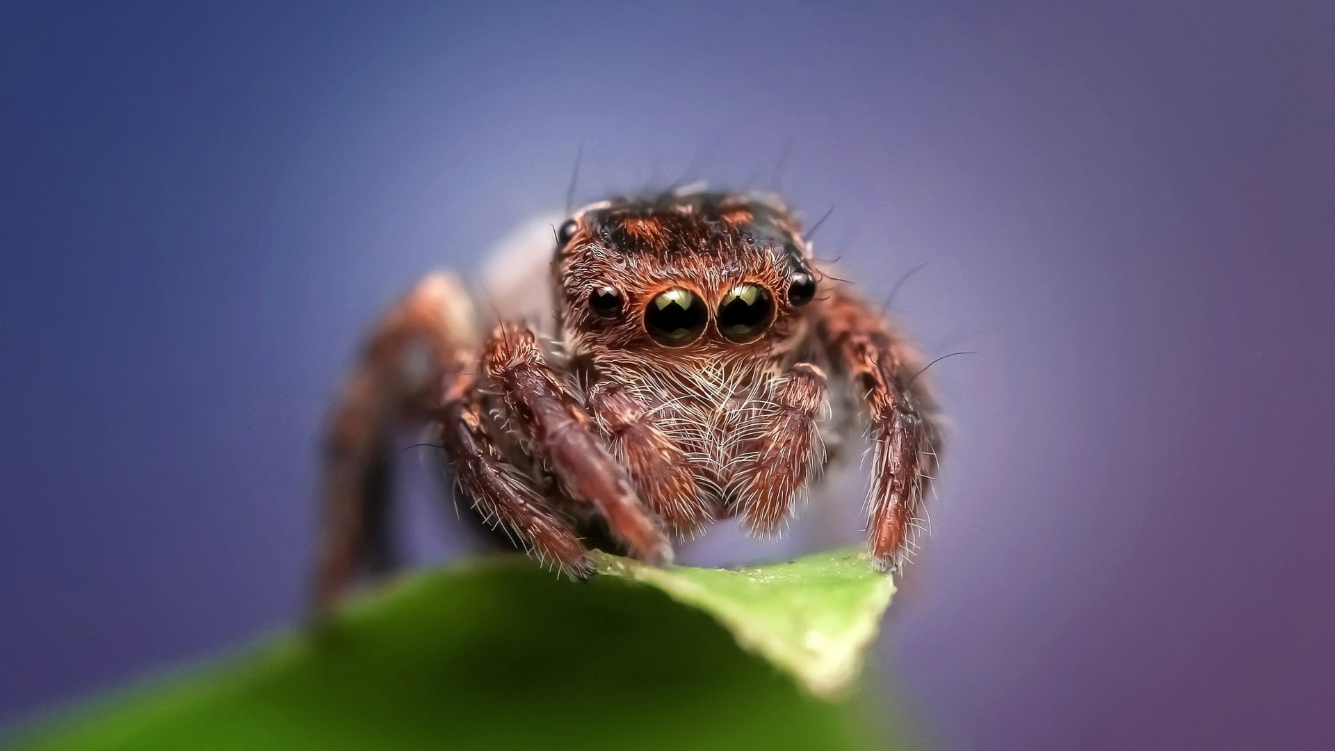 macro, leaves, photography, no people, animal body part, nature, animal wildlife, animals in the wild, animal eye, poisonous, arachnid, animal, eyes, animal themes, HD Wallpaper