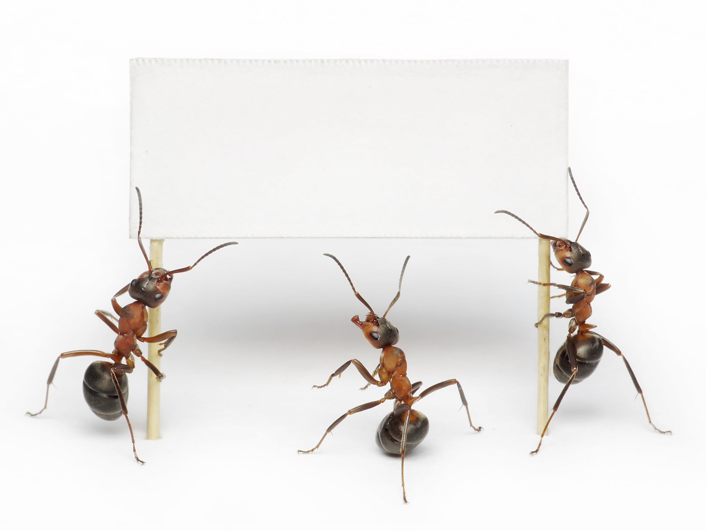 animals, no people, copy space, animals in the wild, animal leg, aggression, cut out, arthropod, zoology, ant, white background, group of animals, animal, HD Wallpaper