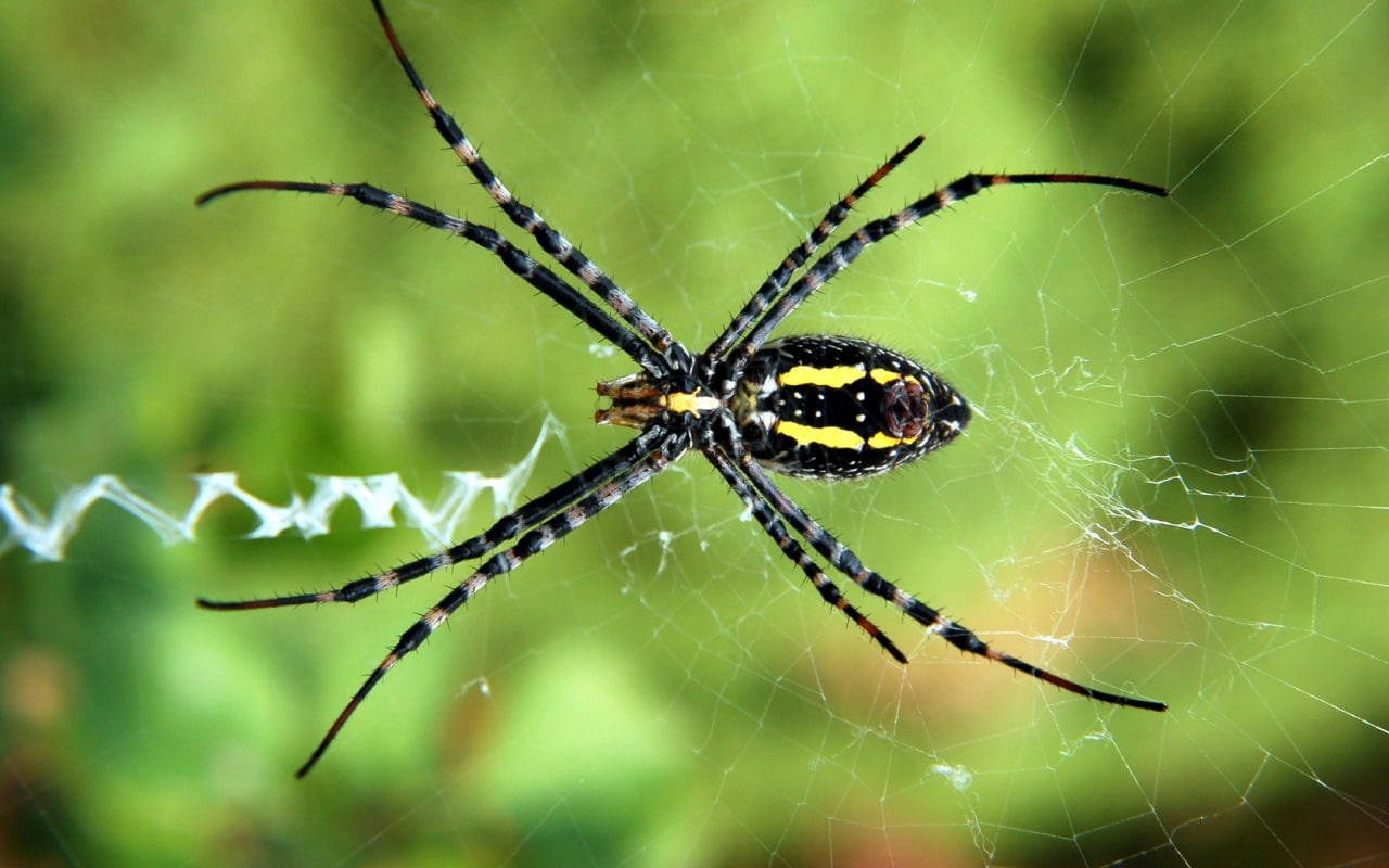 animal body part, animal themes, vulnerability, arthropod, animal, macro, one animal, animal leg, arachnid, web, focus on foreground, fragility, spider, HD Wallpaper