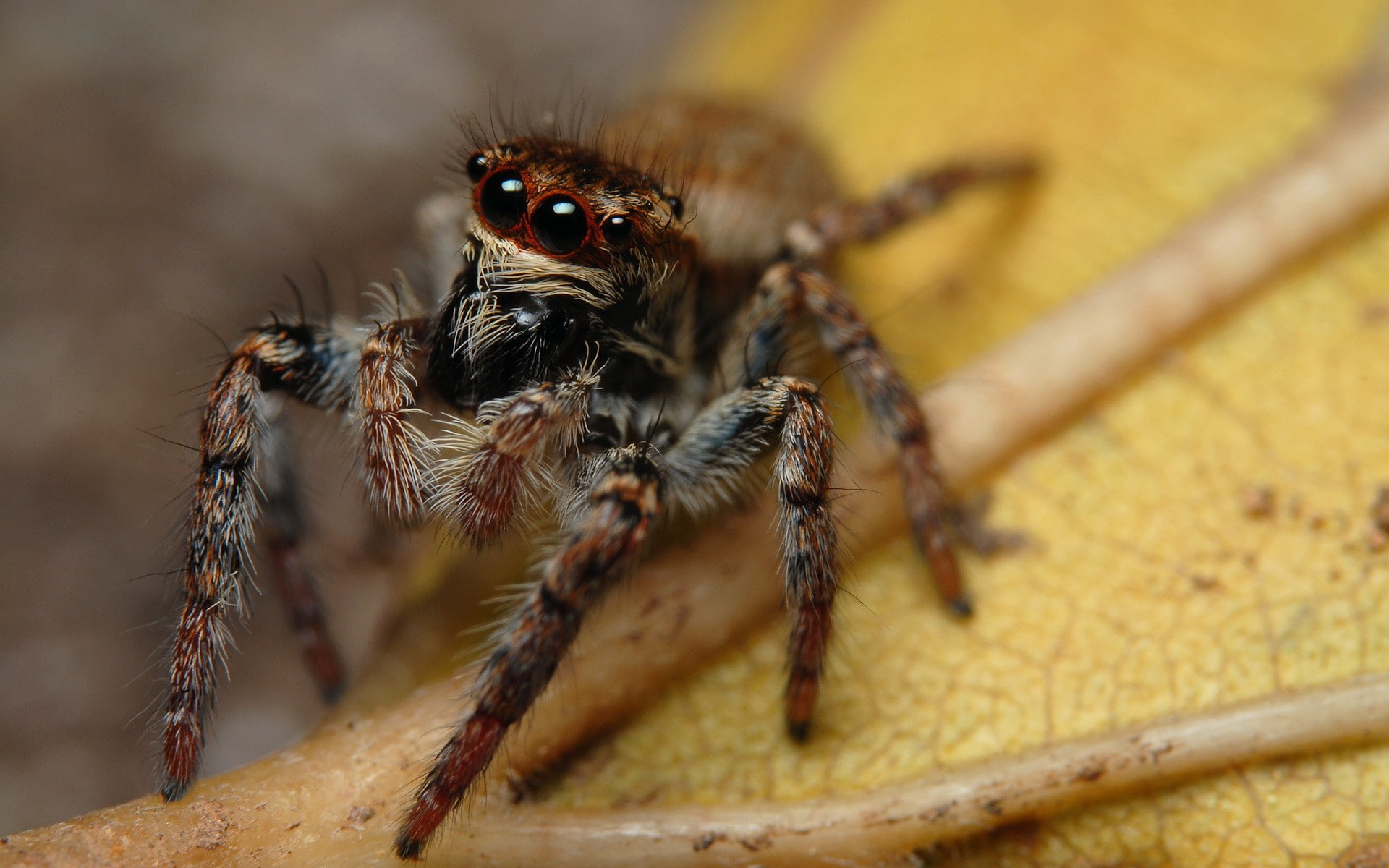 Jumping Spider, animal, one animal, focus on foreground, insect, animal themes, animals, close-up, animal body part, outdoors, spider, animal wildlife, HD Wallpaper