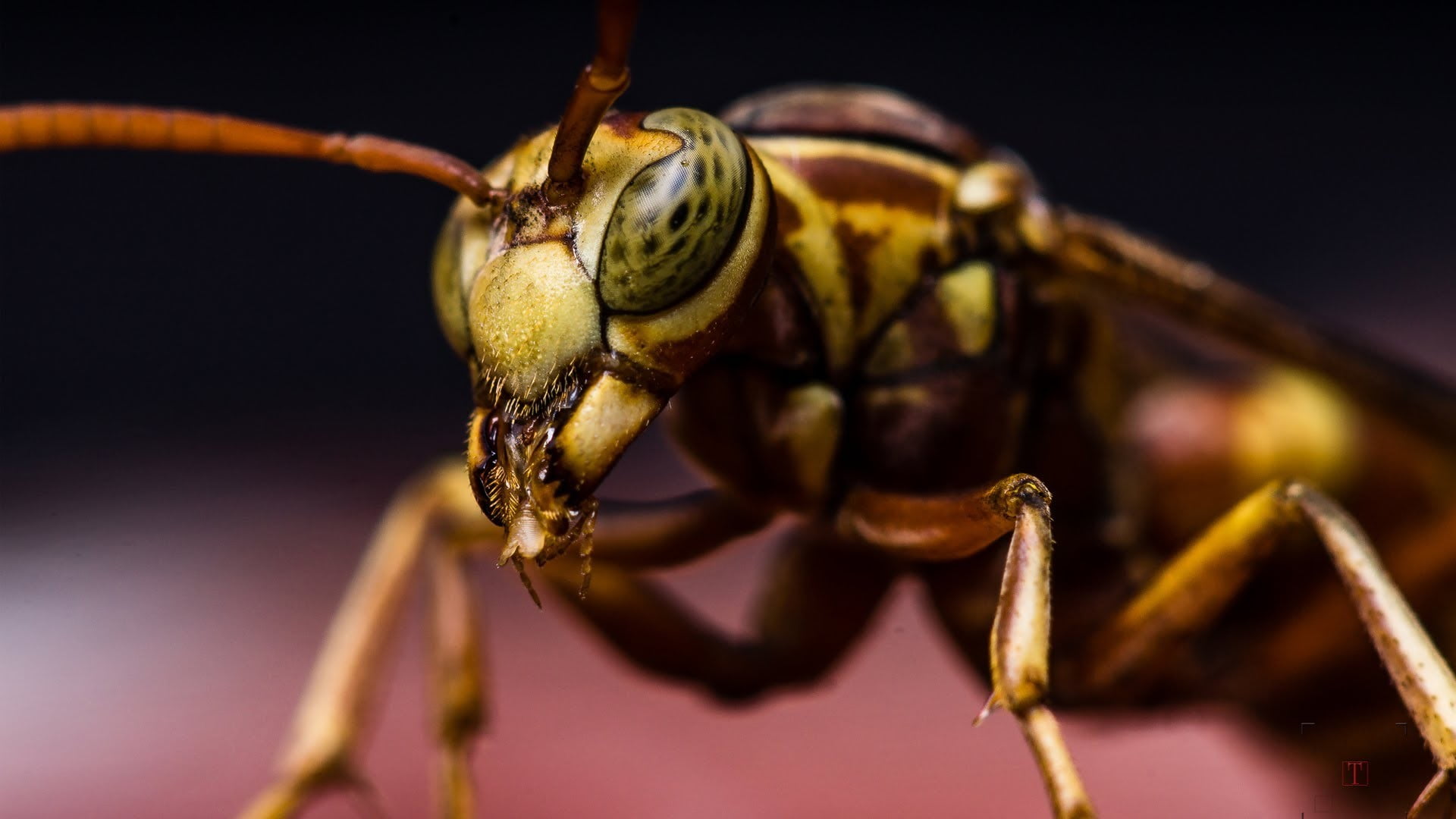 insect, focus on foreground, black background, animal wildlife, animal eye, limb, animal antenna, body part, animal, nature, one animal, animals, close-up, HD Wallpaper