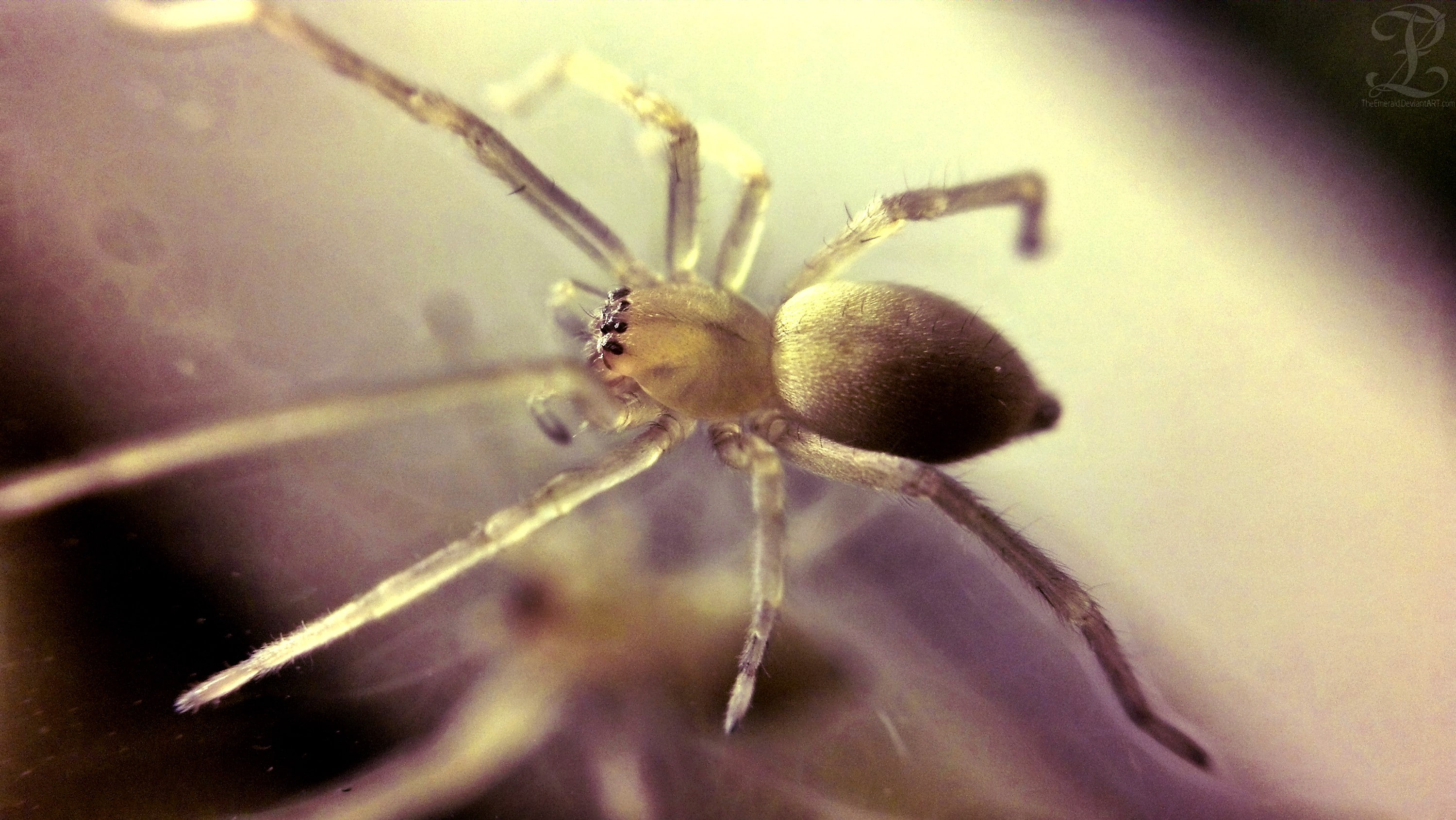 brown, 2K, animals, spider, arachnid, HD Wallpaper
