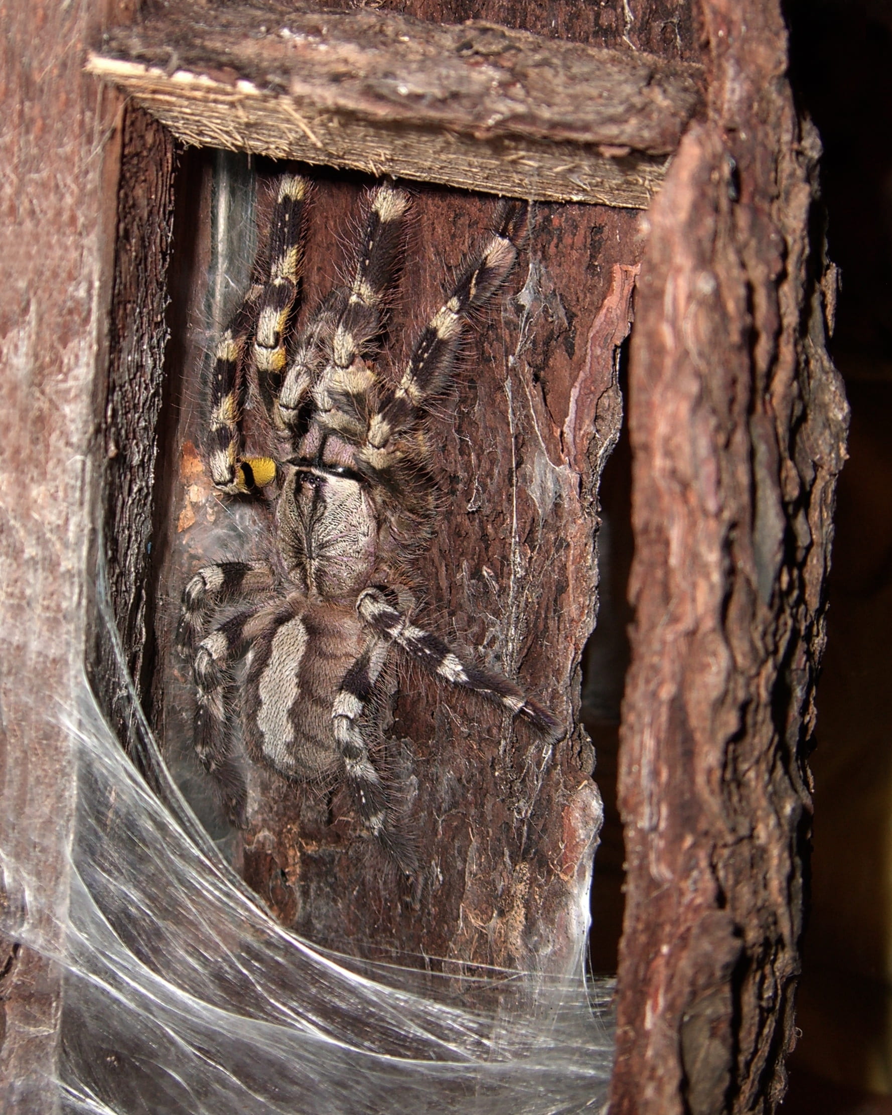 wood - material, natural condition, day, pattern, no people, rough, nature, plant bark, textured, 1080P, close-up, camouflage, arachnids, spider, tarantula, Phone HD Wallpaper
