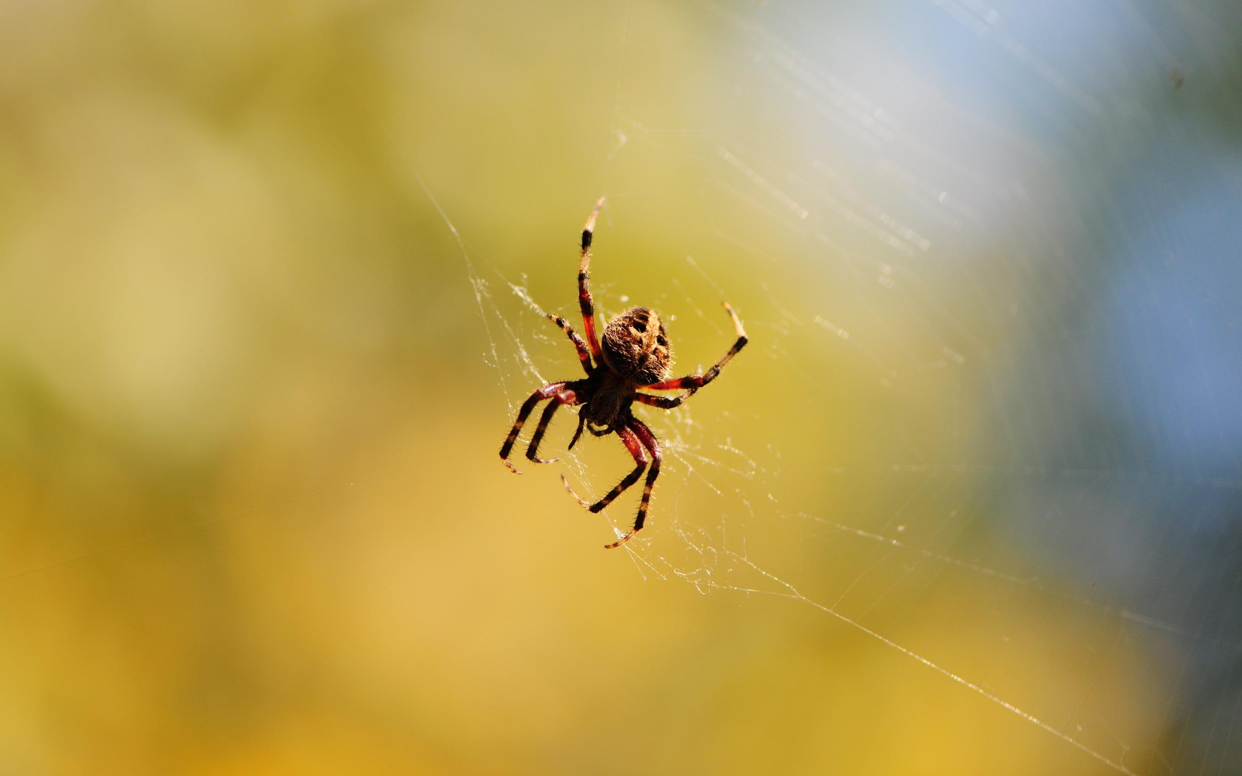 arachnids, animals, 2K, spider, poisonous, ugly, HD Wallpaper