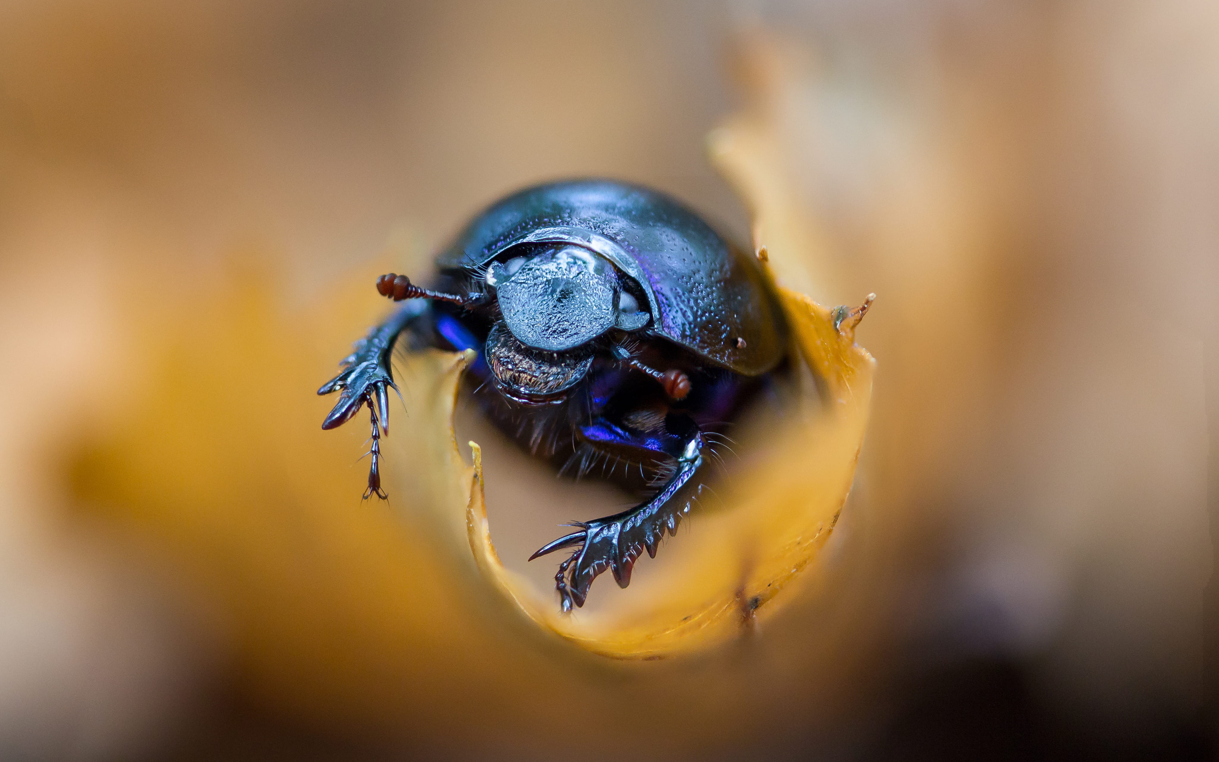 animals in the wild, flower, back, photo, water, photography, close, beetle, blue, animal wildlife, nature, close-up, day, autumn, spider, plant, invertebrate, HD Wallpaper