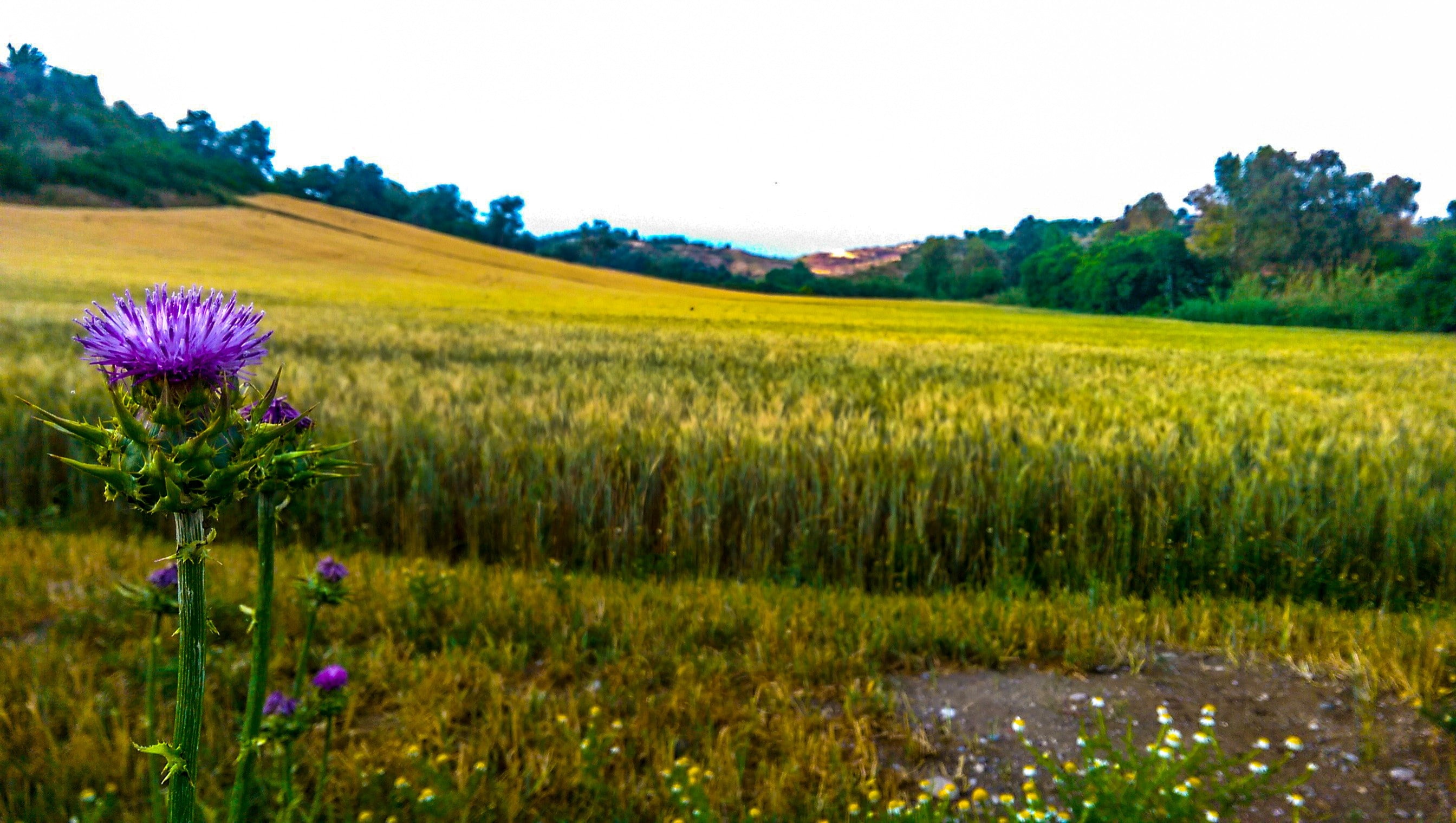 plant, beauty in nature, sky, purple, scenics - nature, corn, 2K, land, green, environment, plants, Adana, grass, tranquil scene, spring, flowers, summer, HD Wallpaper