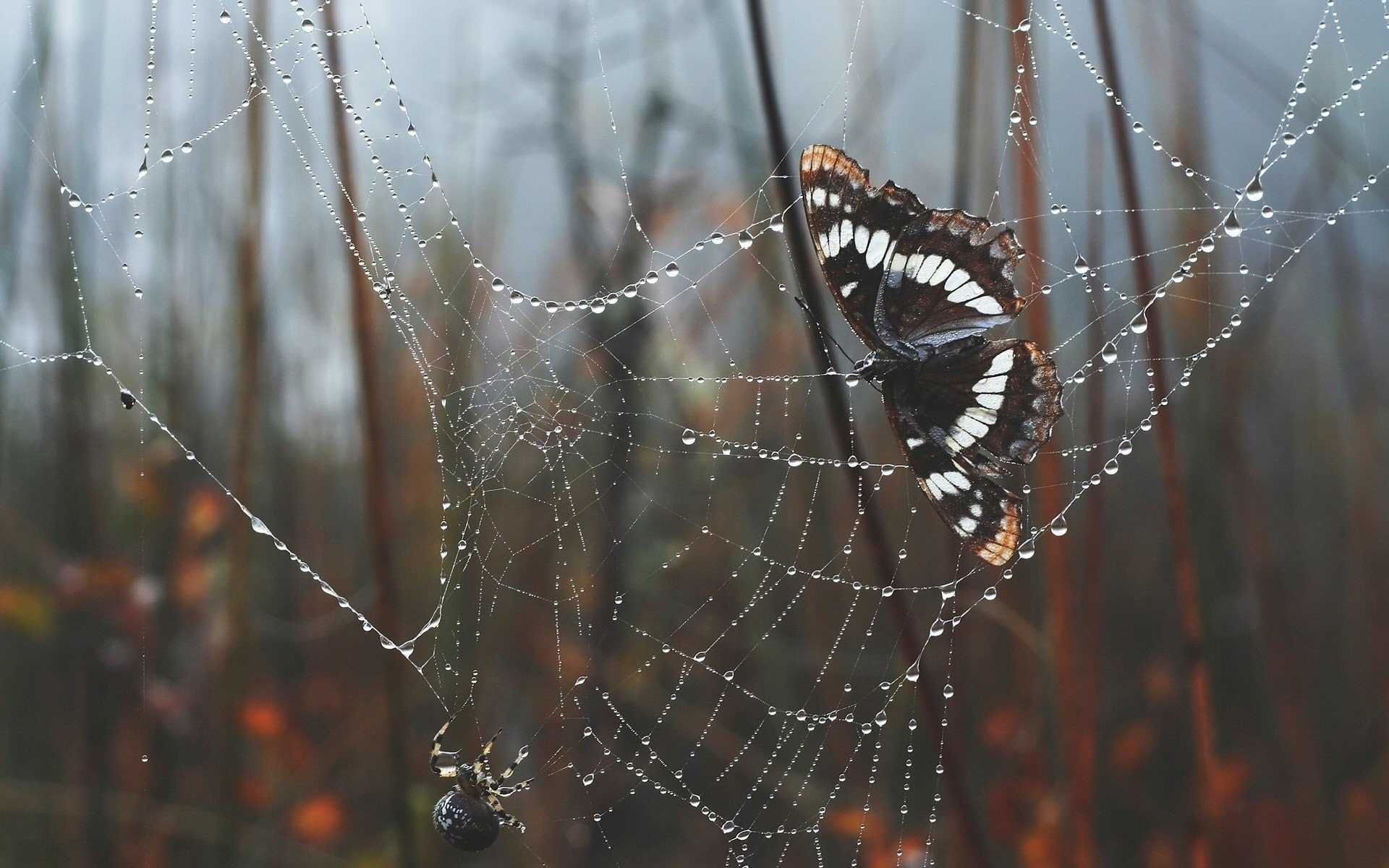 raindrop, outdoors, morning, no people, animal, complexity, leaves, fragility, dew, spider, animal wildlife, day, drop, vulnerability, water, invertebrate, HD Wallpaper