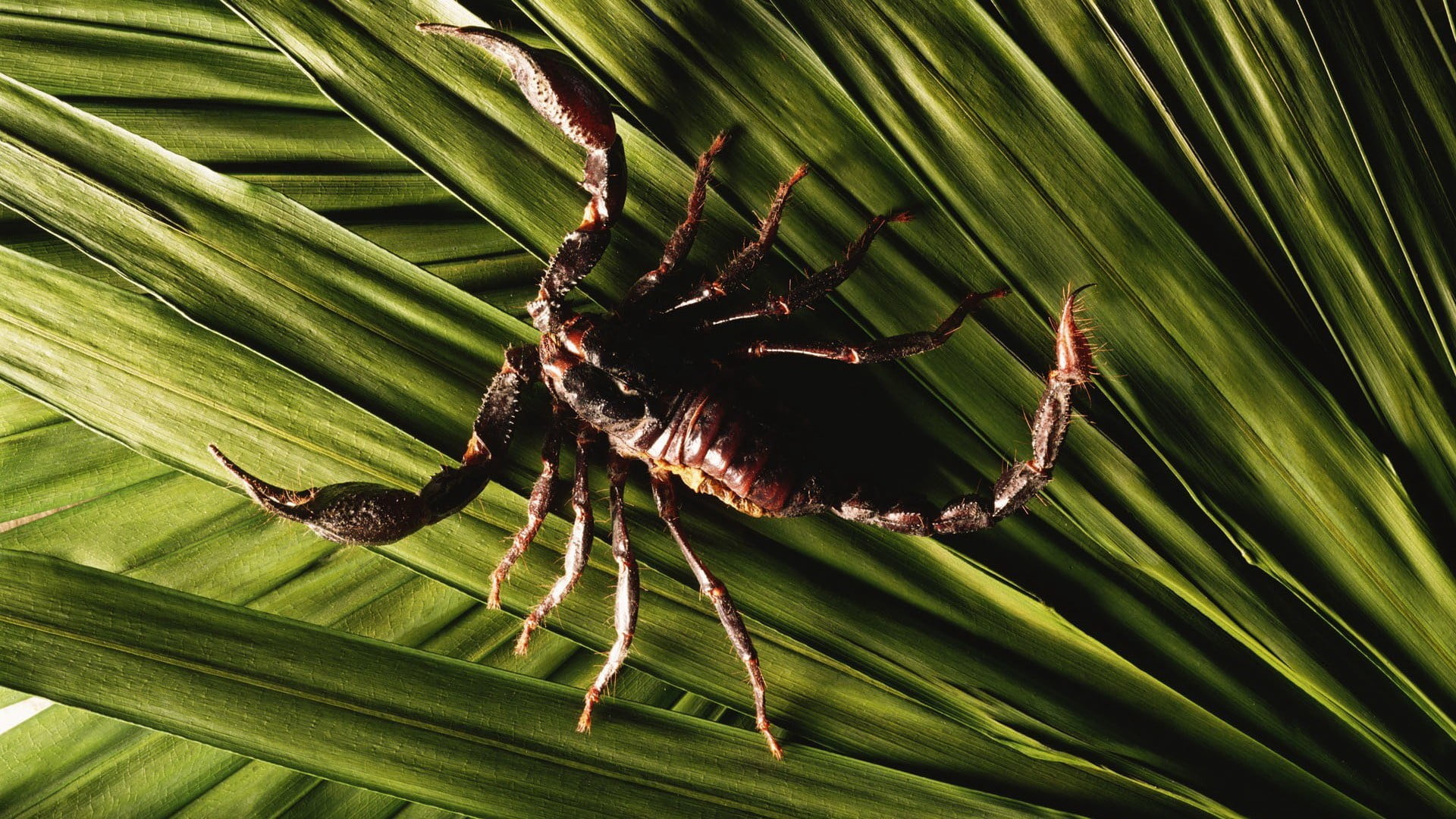 spider, focus on foreground, outdoors, one animal, scorpions, invertebrate, palm leaf, arachnid, close-up, leaf, black, green, beauty in nature, leaves, HD Wallpaper