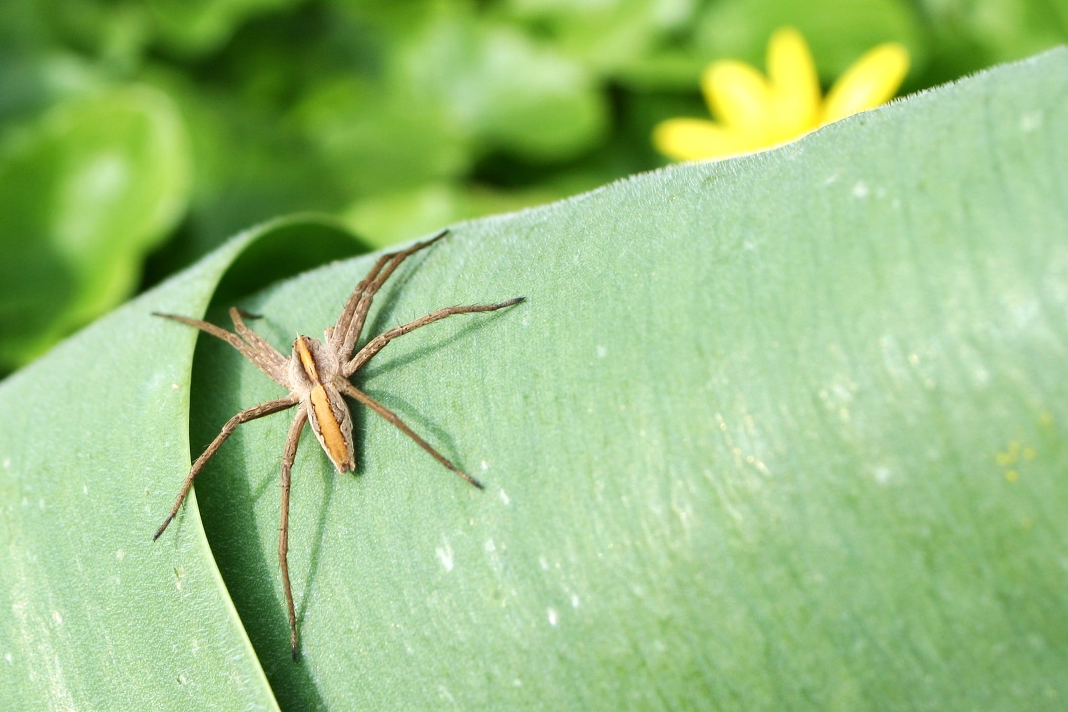plant part, insect, spider, plant, animal themes, arachnid, animal wildlife, animal, day, animals in the wild, animals, 1080P, close-up, green color, invertebrate, HD Wallpaper