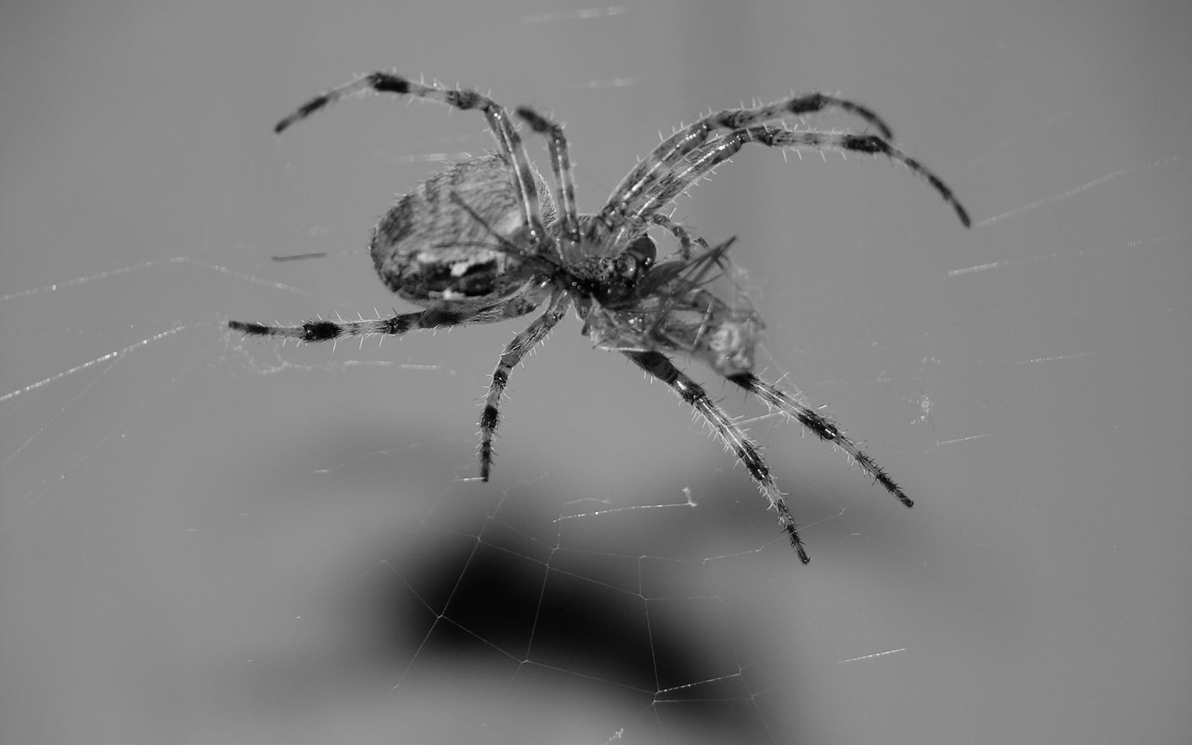 720P, animals in the wild, animal body part, nature, focus on foreground, invertebrate, spider web, one animal, animal, zoology, arthropod, fragility, HD Wallpaper