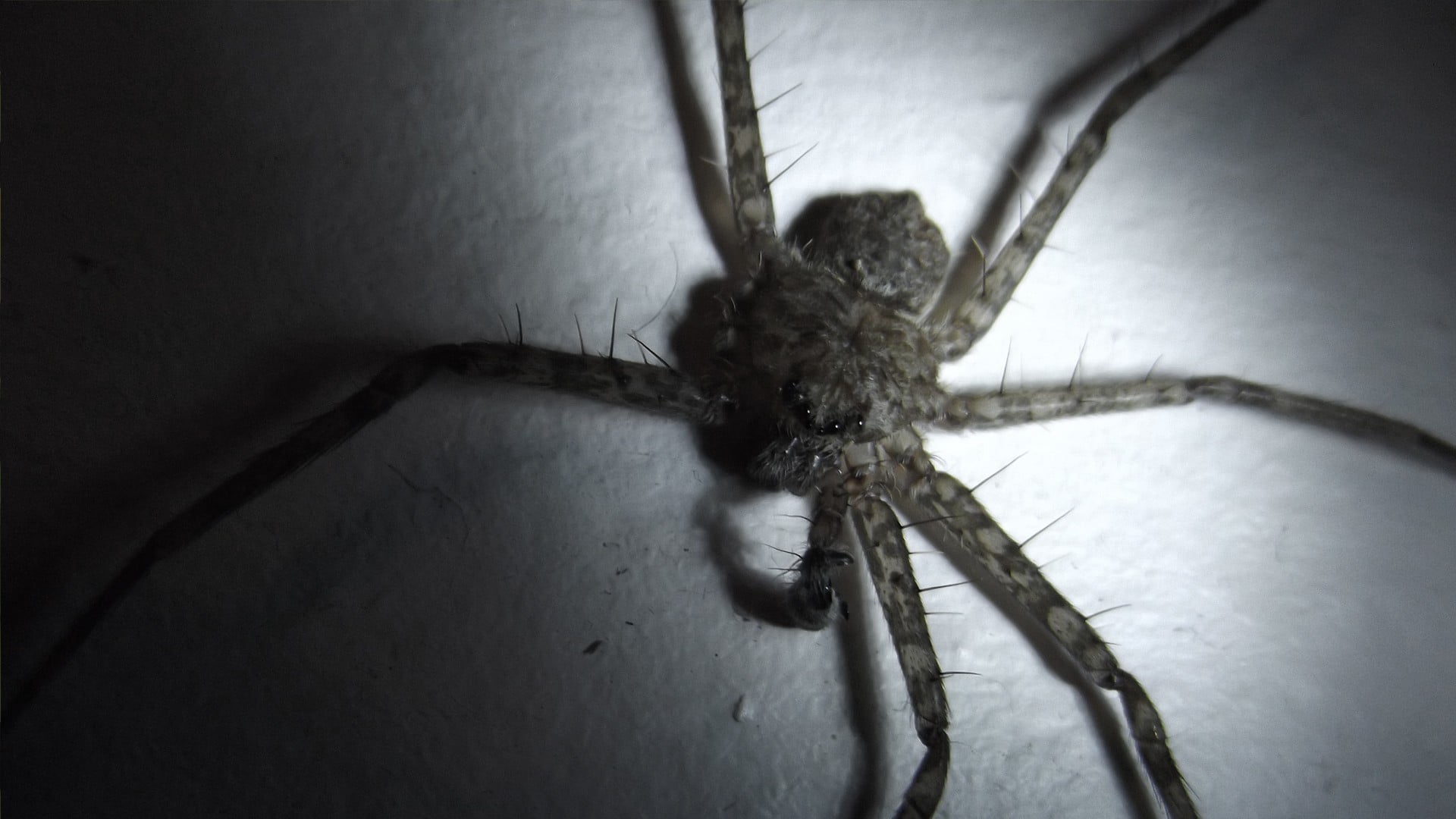 spider, animal wildlife, arachnid, zoology, nature, one animal, animals in the wild, animal body part, sign, black, animal themes, poisonous, indoors, insect, HD Wallpaper