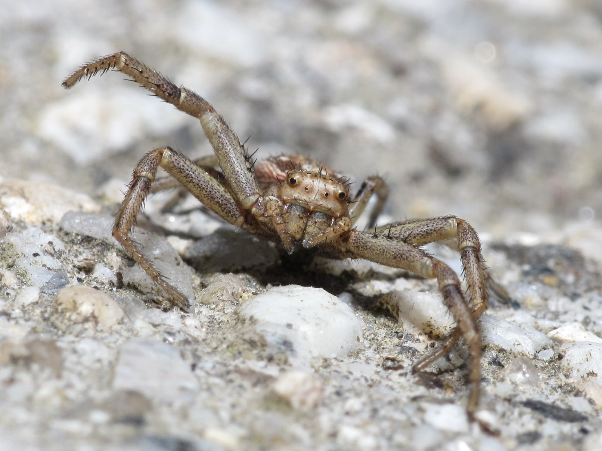 spider, invertebrate, outdoors, sea, zoology, 1080P, animal themes, marine, animals, day, solid, animal wildlife, land, selective focus, close-up, animal, HD Wallpaper