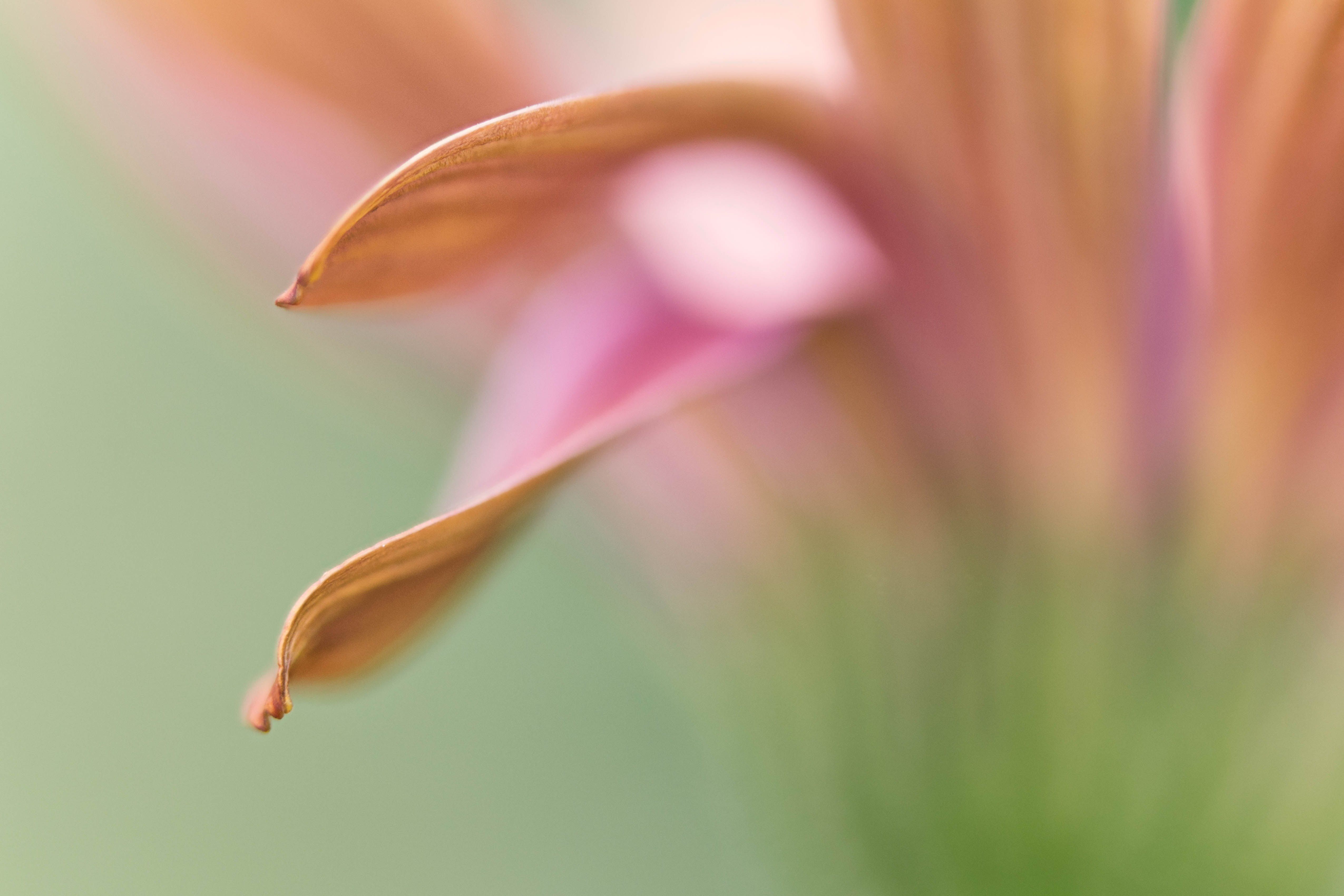 Denver Botanic Gardens, focus, plant, daisy, Colorado, selective focus, nature, 4K, photography, Dream II, close-up, floral, selective, closeup, abstract, HD Wallpaper