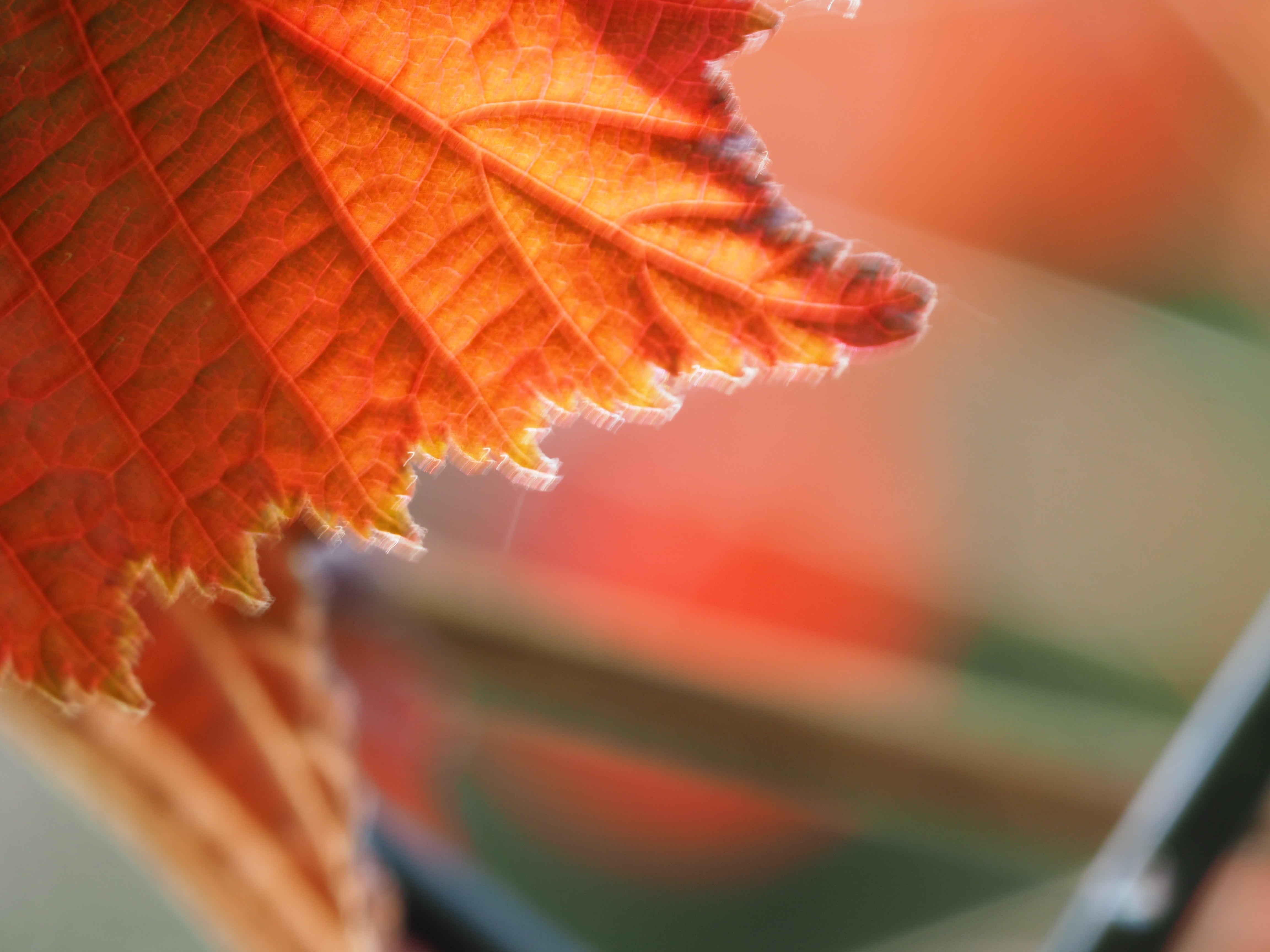 close-up, yellow, photo, blätter, nut, sunlight, nuss, close up, wind, season, autumn leaf, autumn, plant, blur, nutbush, blatt, 4K, leaf, nature, close, HD Wallpaper