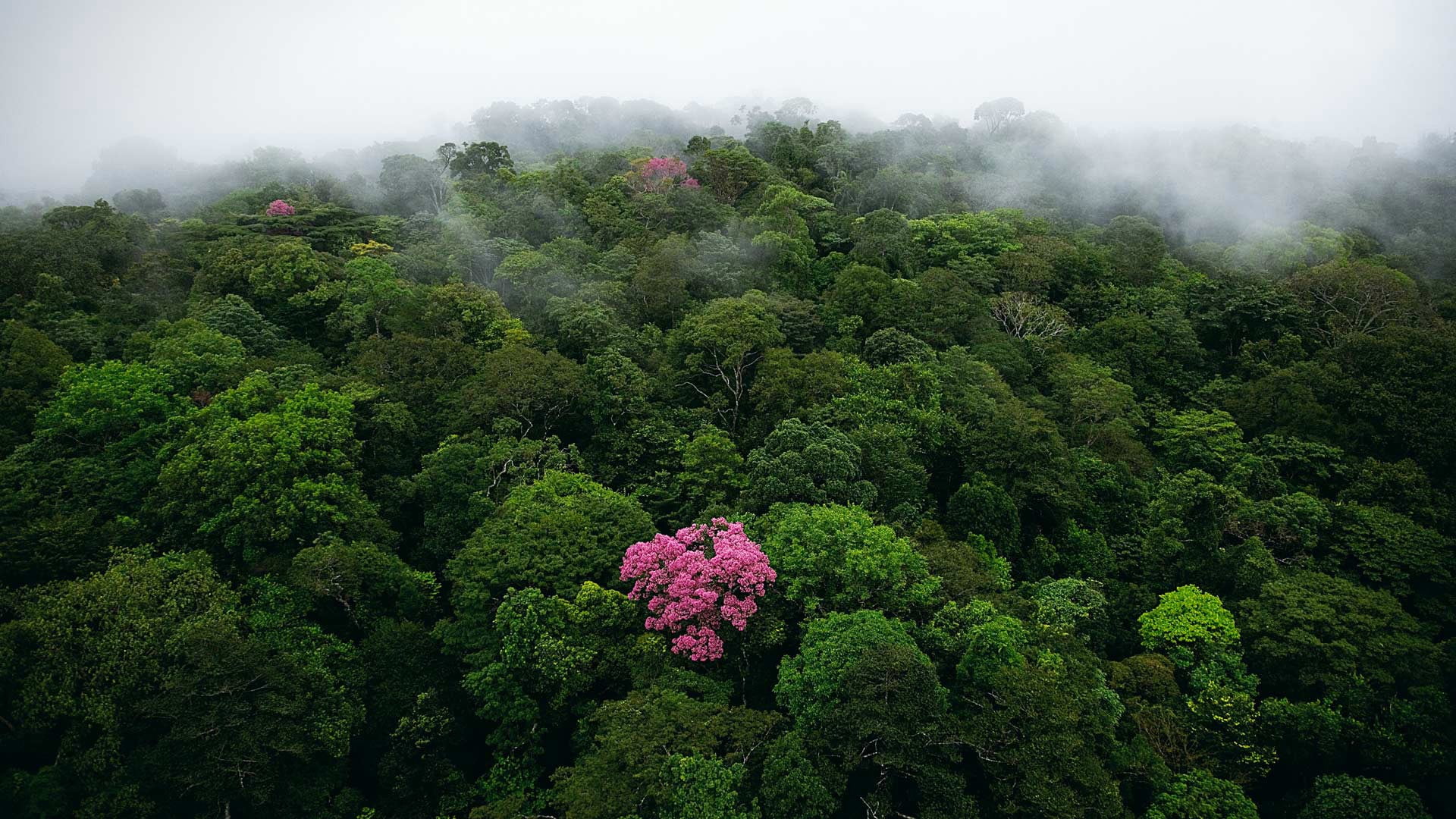 plant, birds eye view, tranquil scene, landscape, tranquility, scenics - nature, lush foliage, day, tree, sky, fog, trees, forest, no people, high angle view, HD Wallpaper
