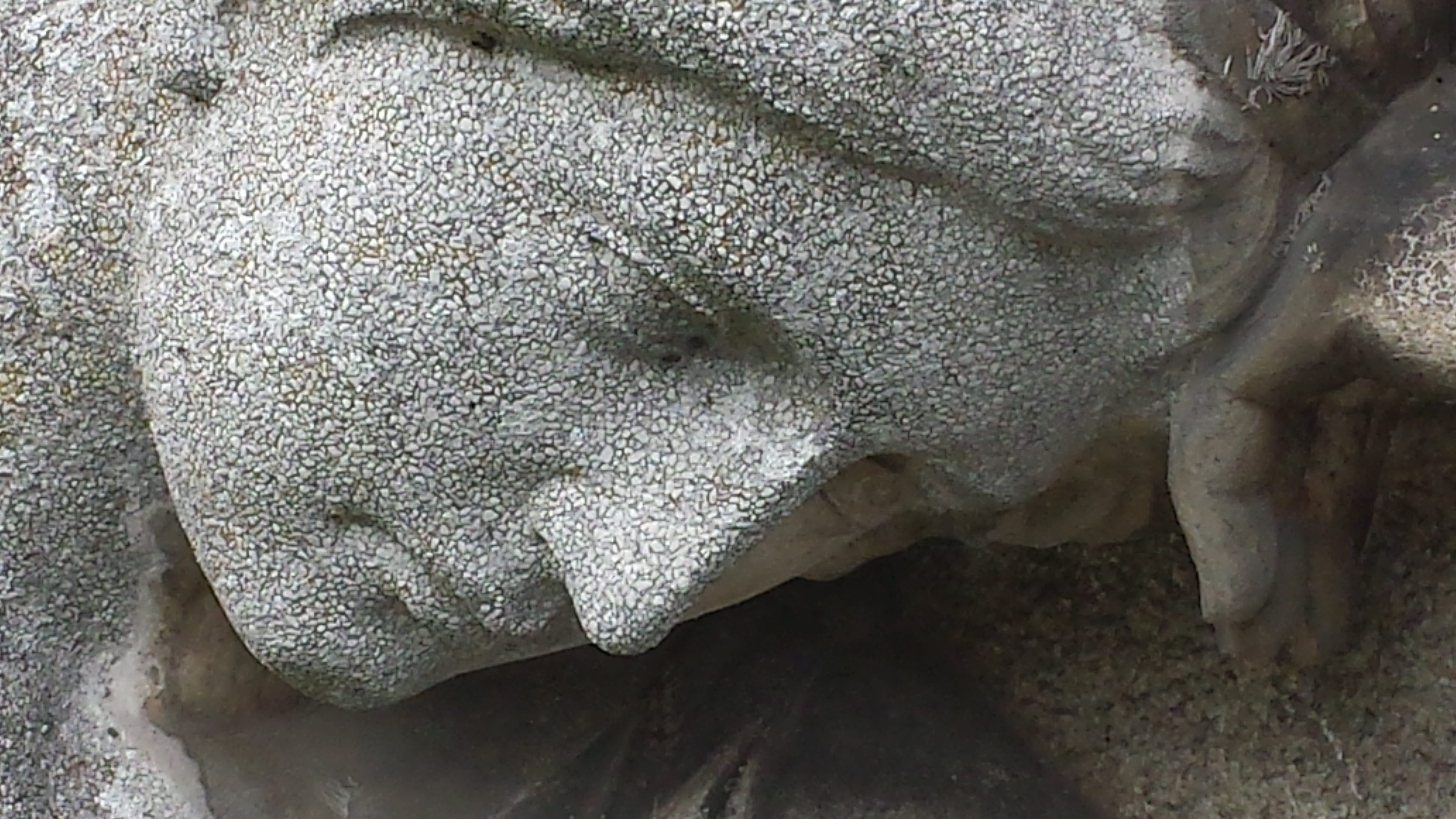 tombstone, closeup, stone, animal wildlife, nature, art, animal themes, woman, still image, statue, no people, ice, extreme close-up, hopeless, water, textured, HD Wallpaper
