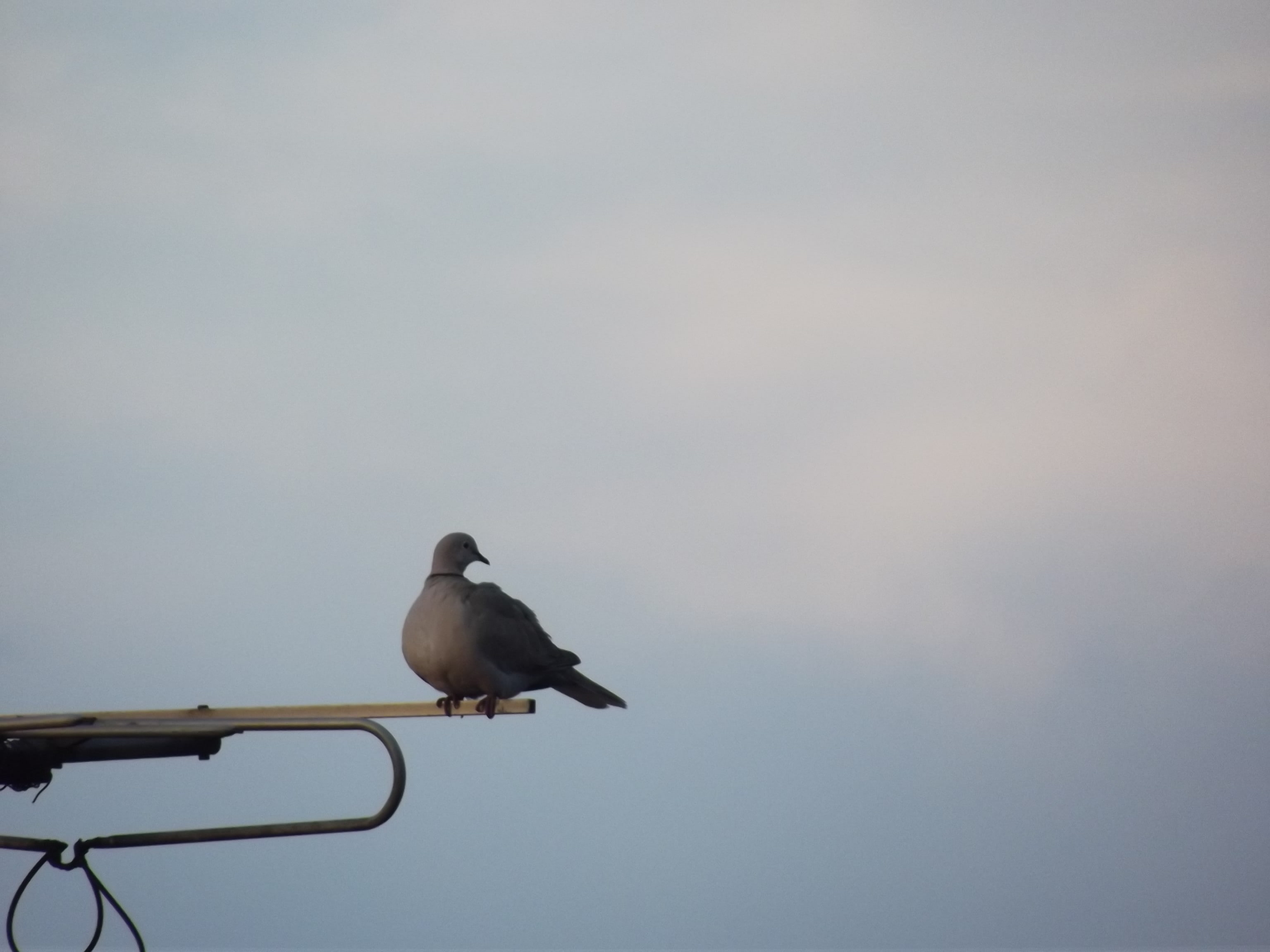 vertebrate, no people, animal, sky, one animal, nature, pigeons, zoology, animal themes, animal wildlife, birds, animals in the wild, 2K, cloud - sky, HD Wallpaper