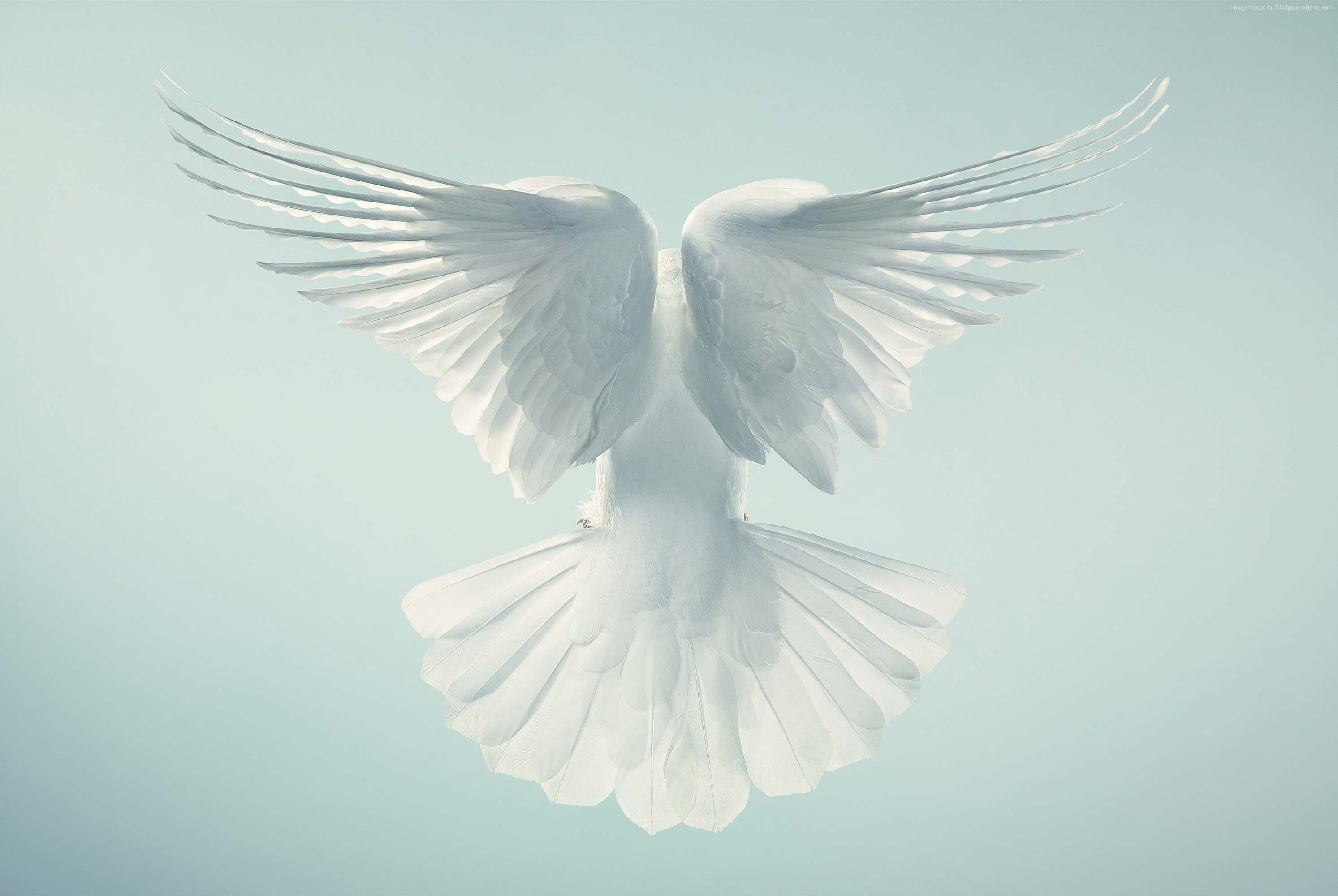 pigeon, flight, 2K, Dove, sky, HD Wallpaper