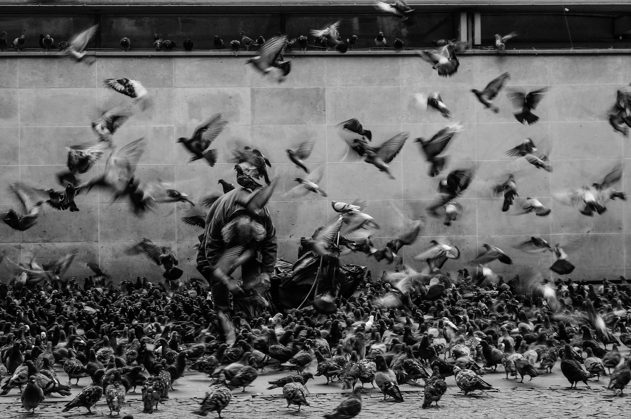 pigeons, architecture, 1080P, motion, animal wildlife, animals, spectator, women, motion blur, monochrome, animals in the wild, bird, birds, group of people, HD Wallpaper