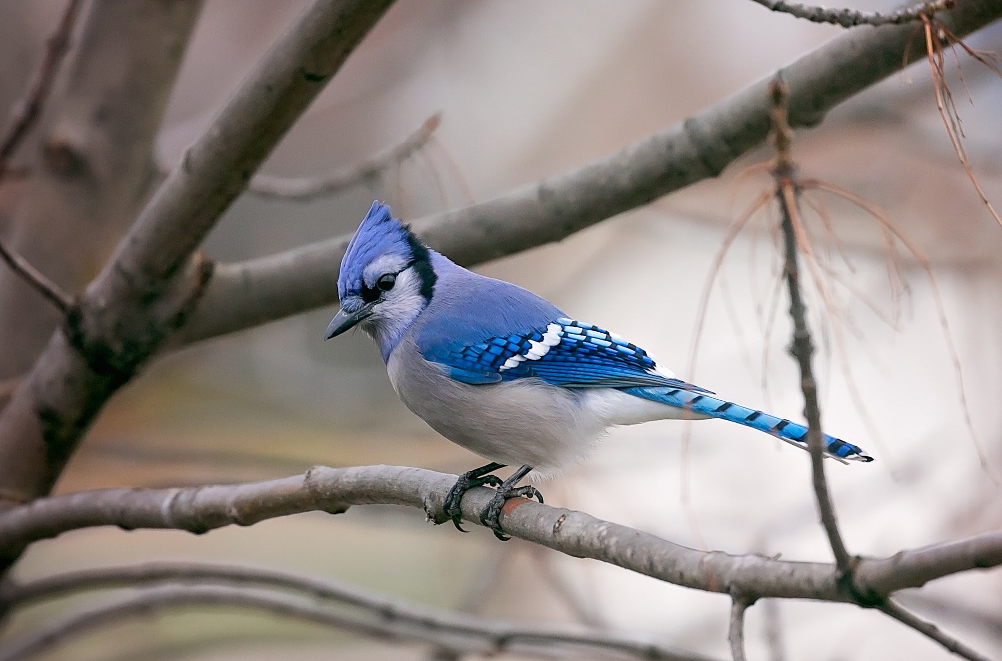 blue jays, vertebrate, nature, selective focus, outdoors, animals in the wild, animal themes, day, animal, one animal, 1080P, animal wildlife, blue, beauty in nature, HD Wallpaper