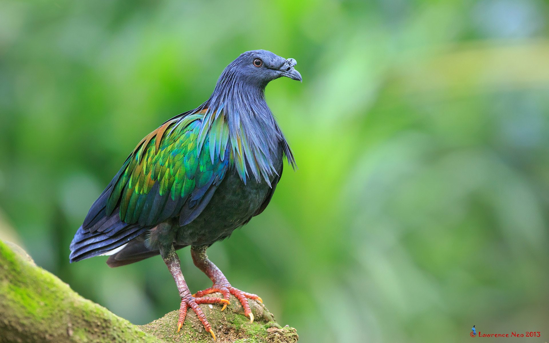 1080P, Bird, Birds, Nicobar Pigeon, HD Wallpaper
