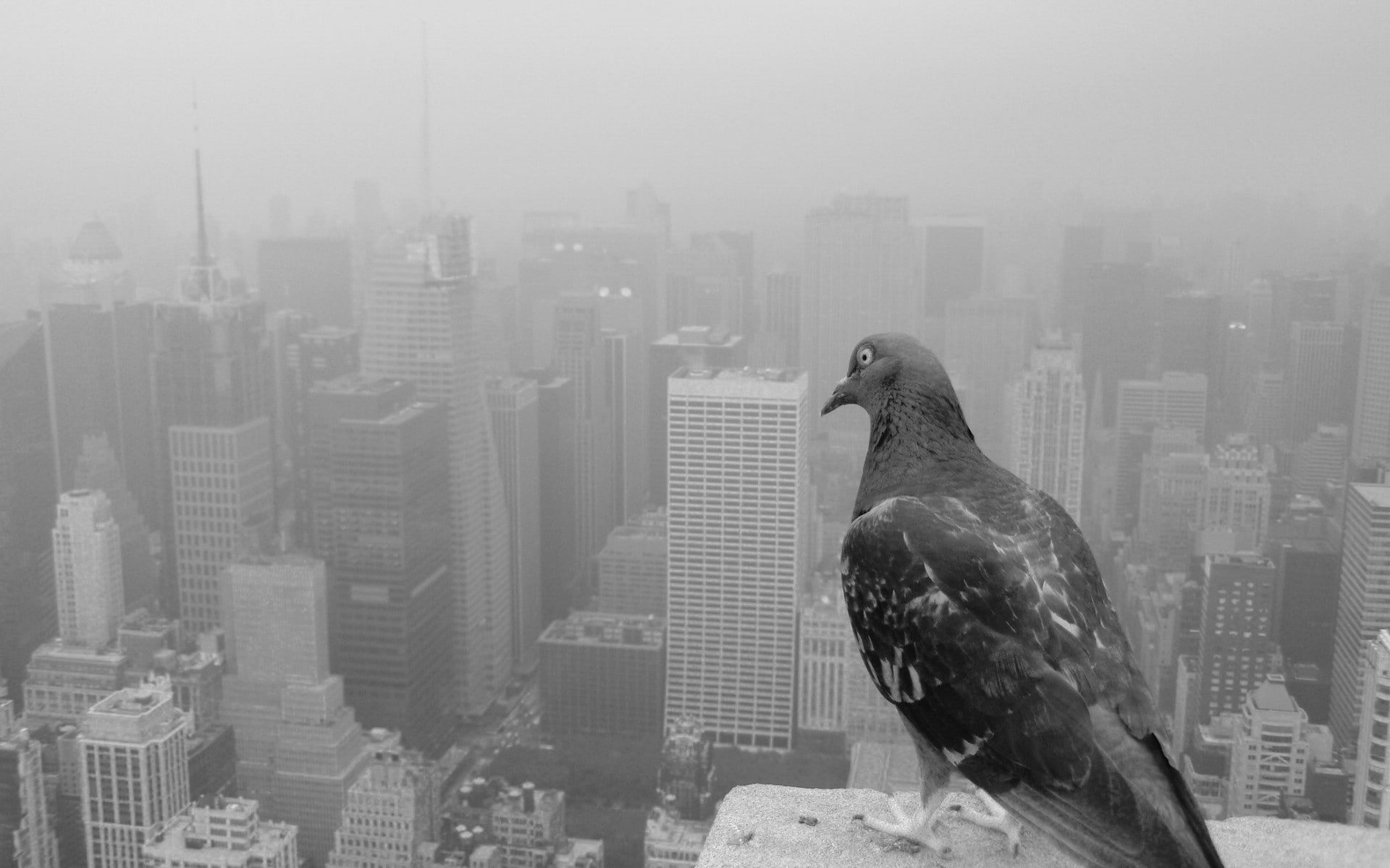 city, cityscape, birds, pigeons, New York City, 1080P, monochrome, HD Wallpaper