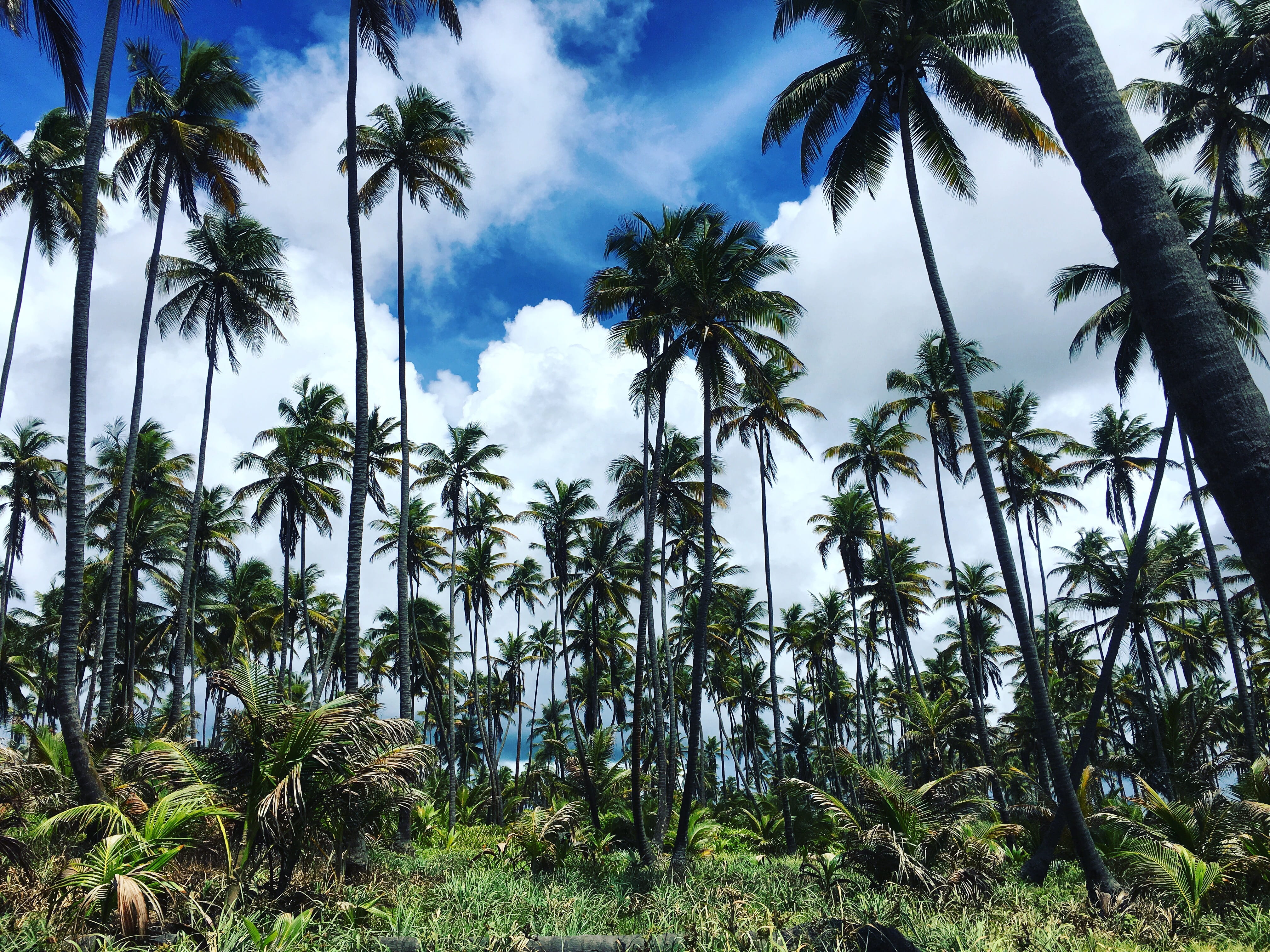 trees, cloud - sky, growth, carribean, low angle view, trinidad, trinidad and tobago, no people, nature, tropical tree, tranquility, 4K, beauty in nature, HD Wallpaper