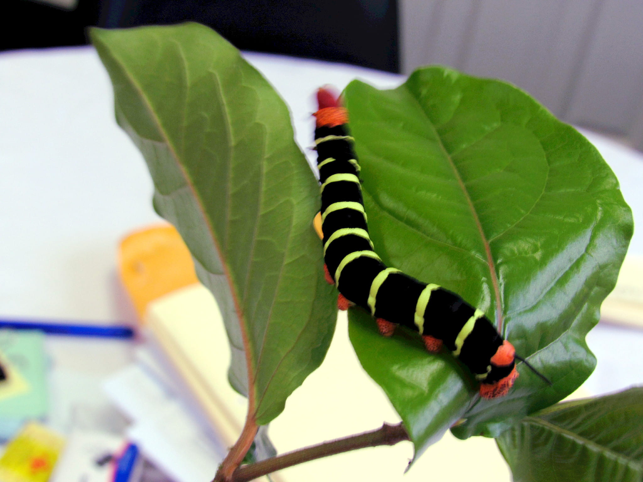 plant part, animal, caterpillar, green color, outdoors, day, plant, nature, focus on foreground, animal wildlife, 1080P, no people, animals in the wild, HD Wallpaper