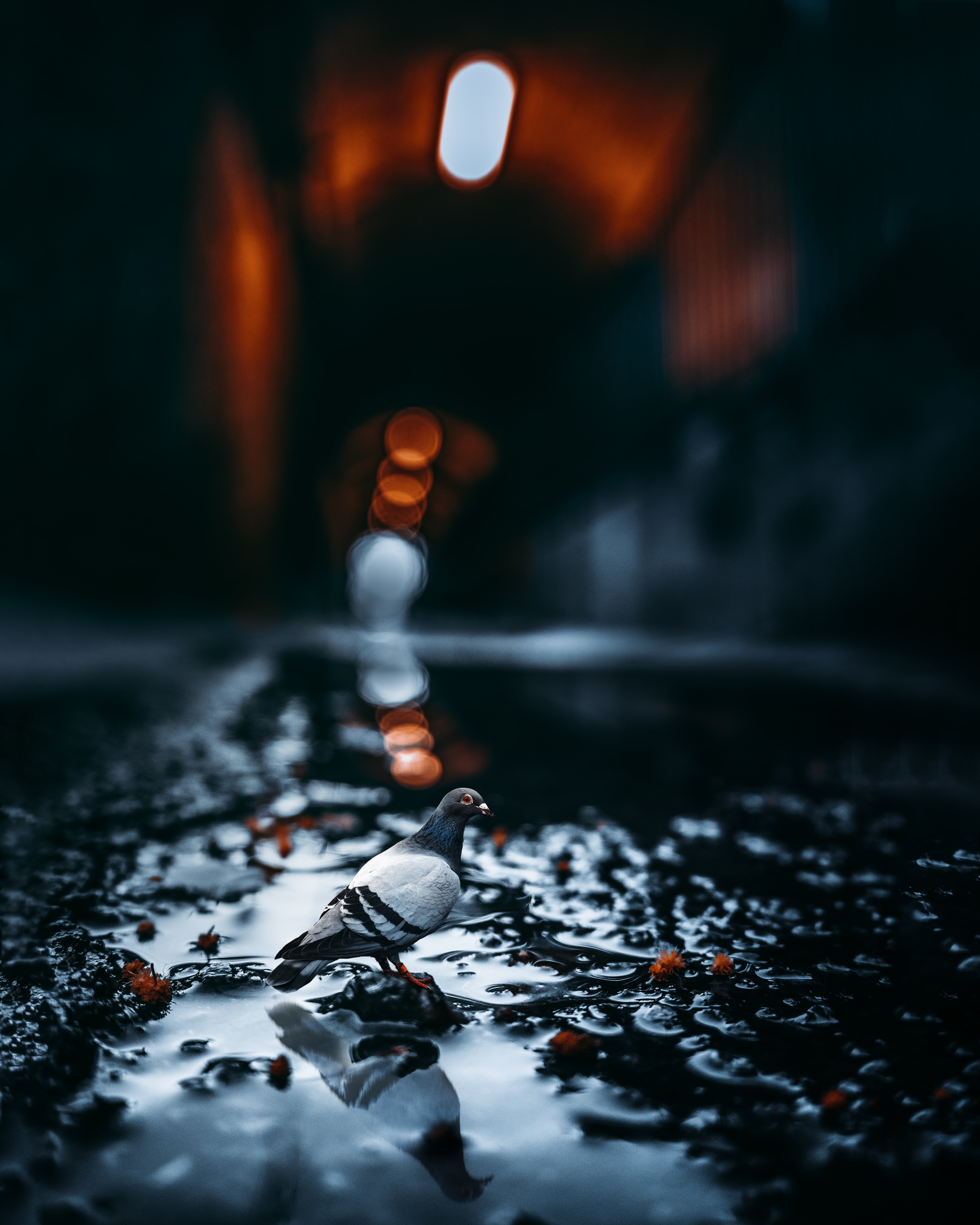 day, pigeon, selective focus, food, drop, black Color, white, dark, road, architecture, focus on foreground, still life, orange color, no People, dove, Phone HD Wallpaper