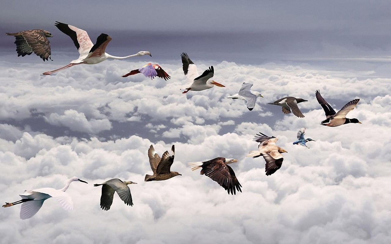 animal themes, four, low angle view, flying, no people, motion, animal wing, mid-air, large group of animals, animals in the wild, vertebrate, group of animals, HD Wallpaper