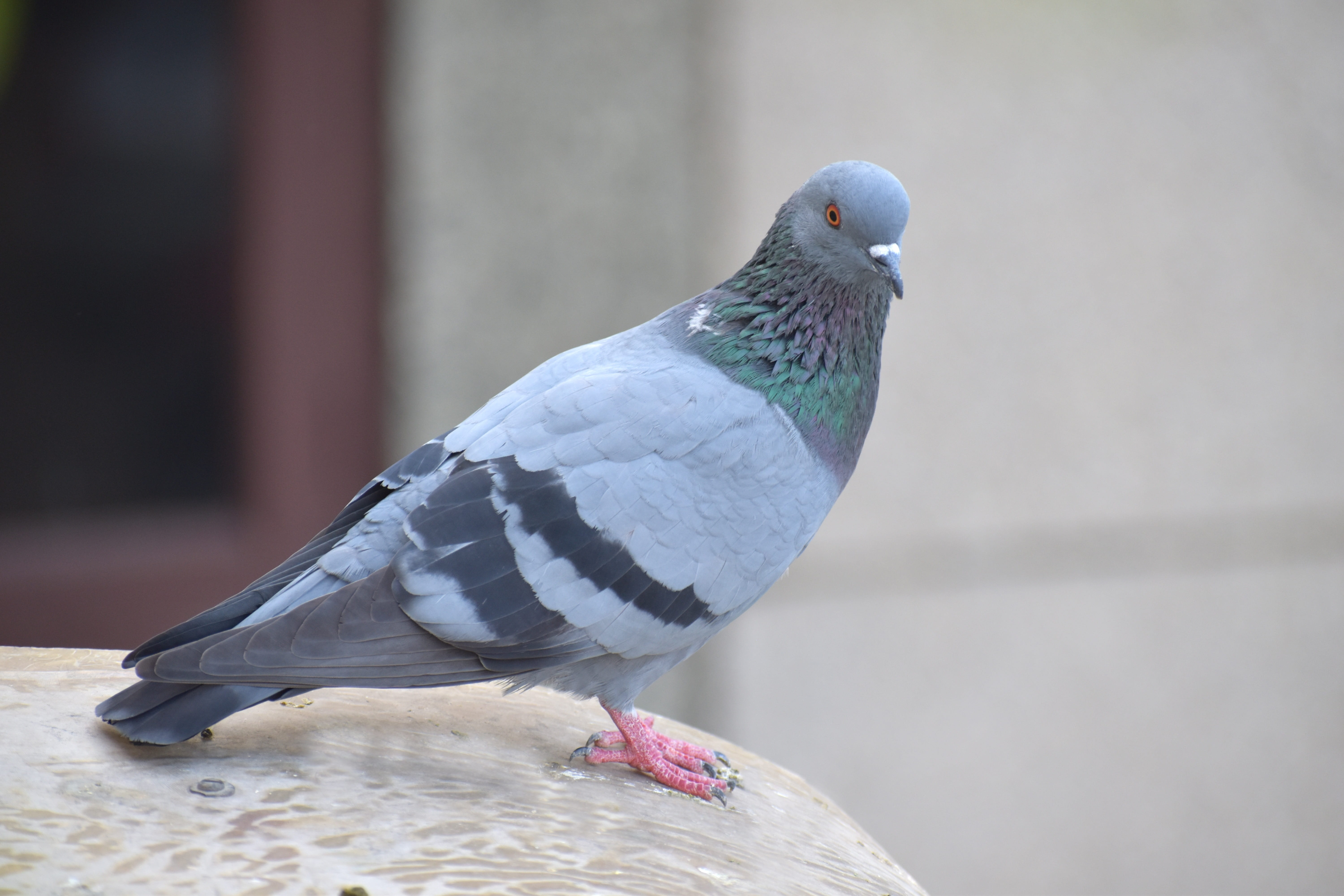 homing pigeon, dove - bird, focus on foreground, wood - material, one animal, 5K, day, gray, vertebrate, nature, animals in the wild, animal themes, no people, HD Wallpaper