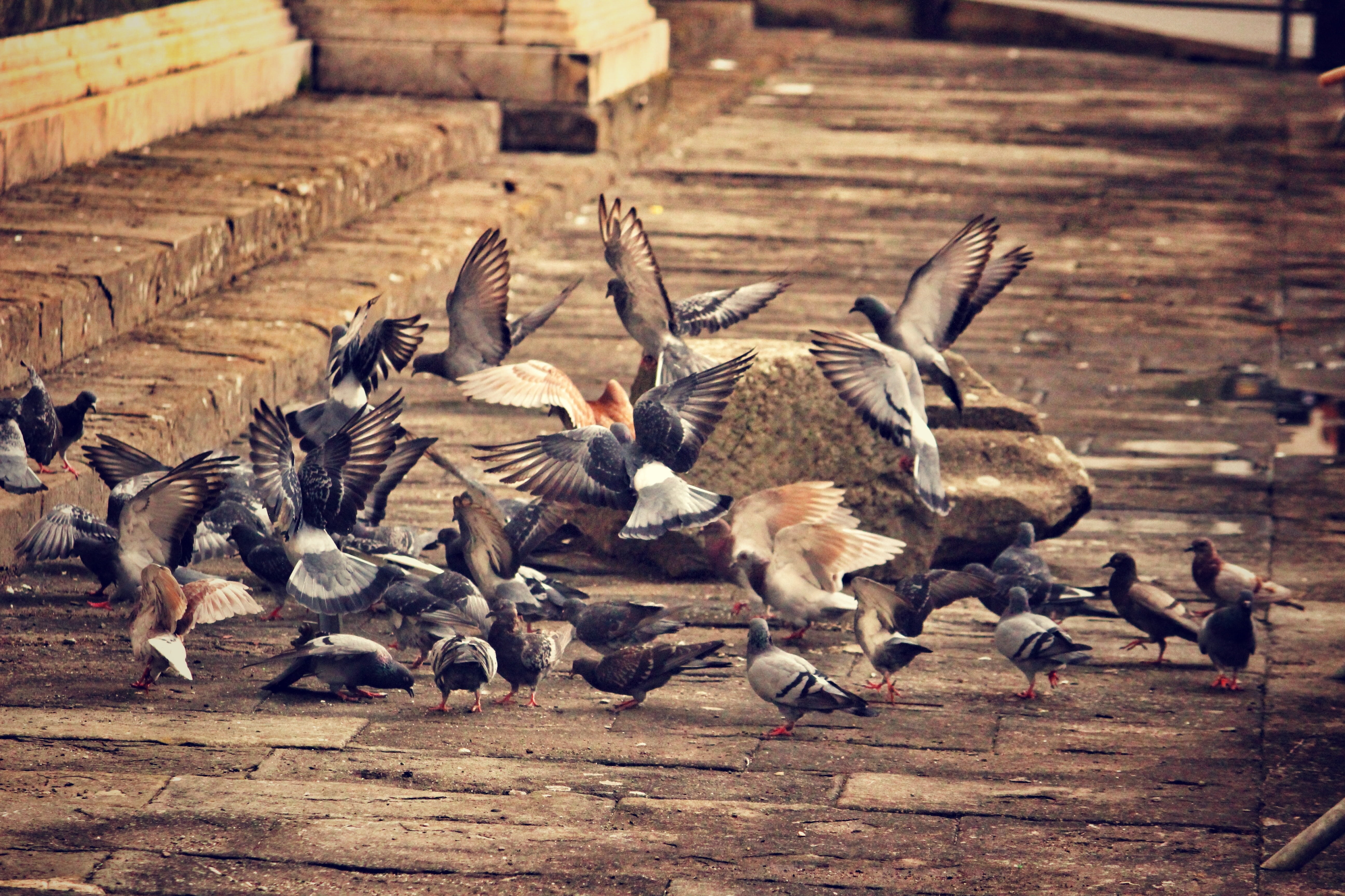 farm, flock, brown, high angle view, animal wildlife, 5K, animal, animals in the wild, focus on foreground, day, city, group of animals, animal themes, HD Wallpaper