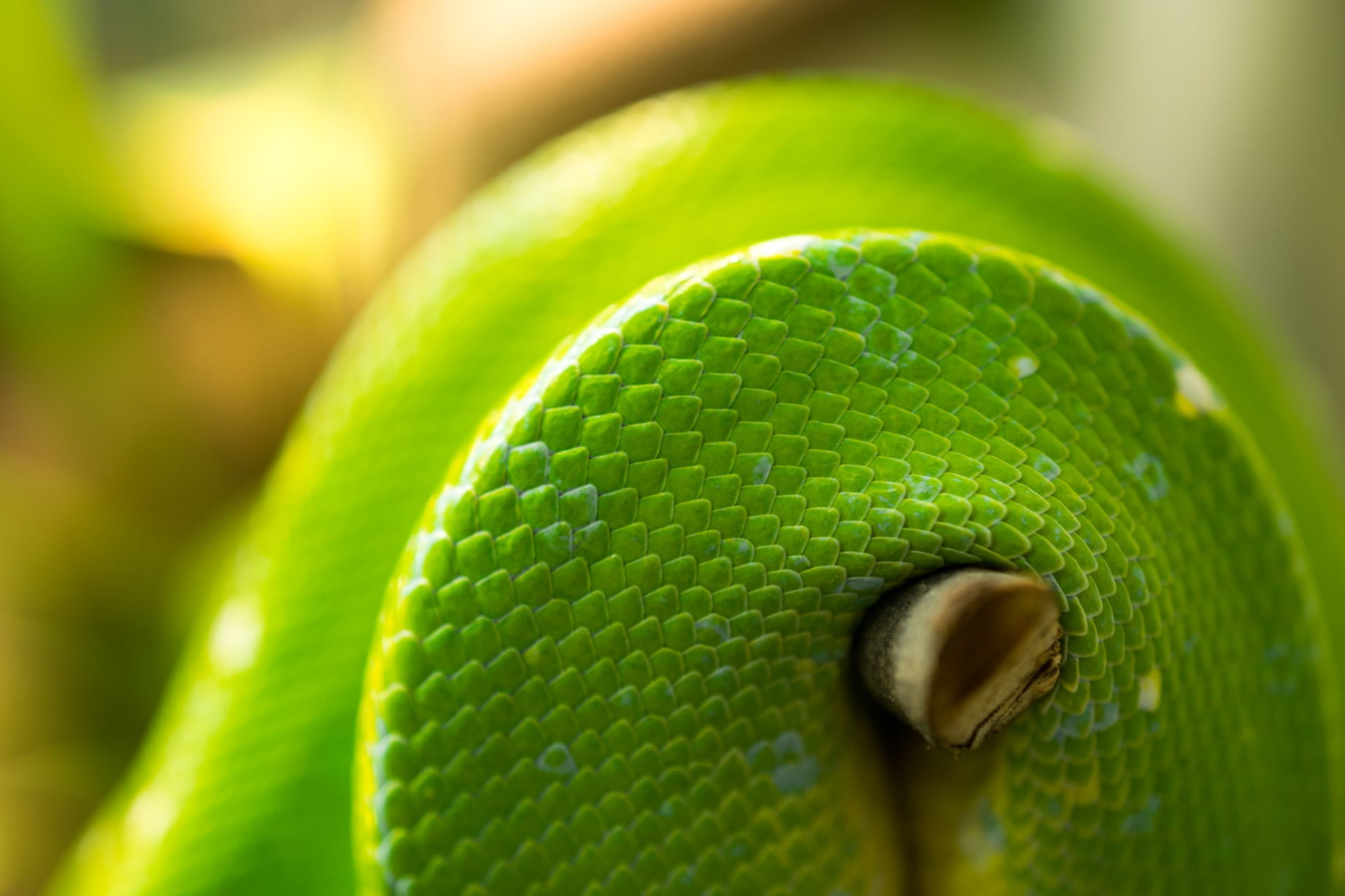 curled up, animal, animal wildlife, snake, plastic, animal scale, macro, one animal, vertebrate, 1080P, no people, animal themes, green color, animal head, HD Wallpaper