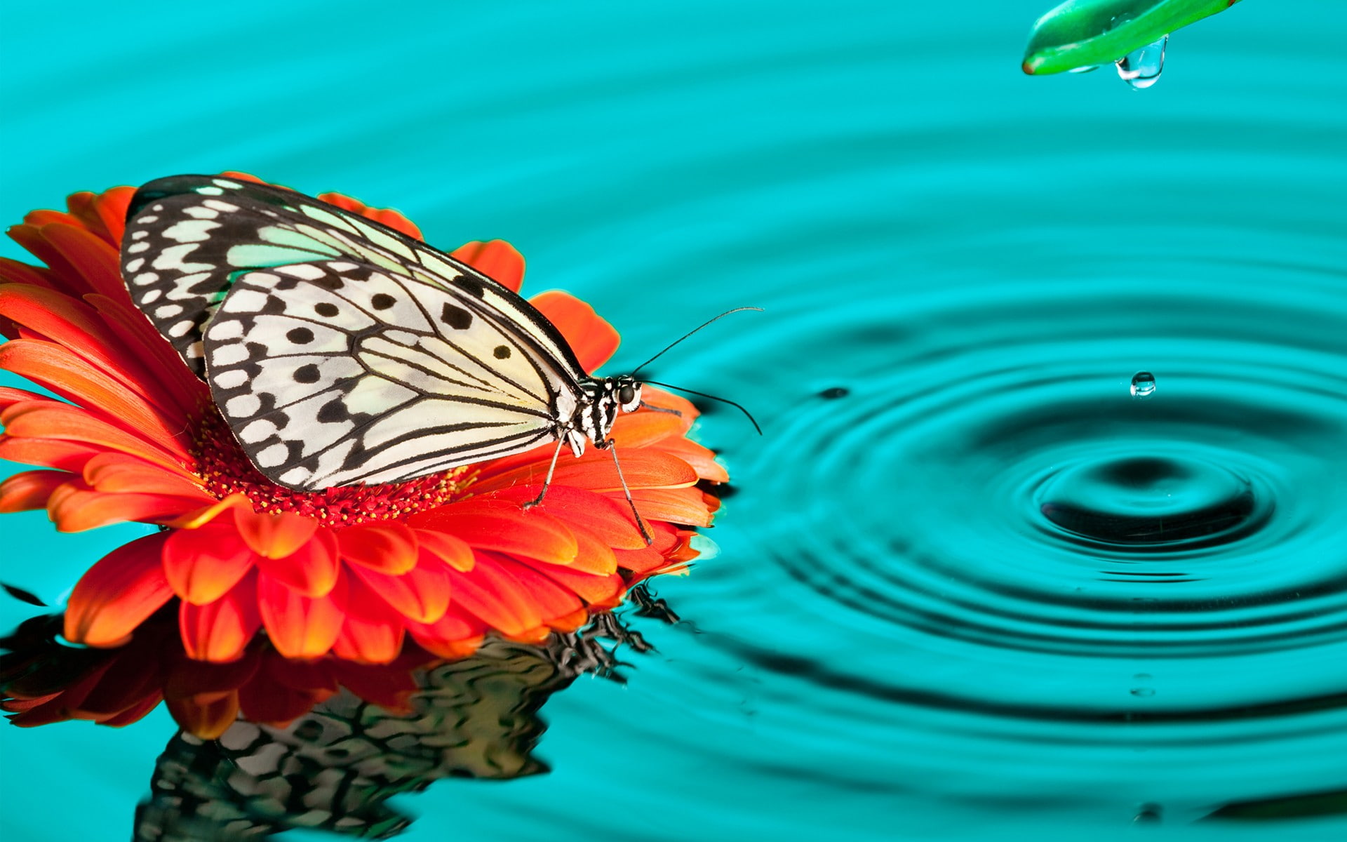 1080P, close-up, animal wildlife, water drops, no people, flower head, beauty in nature, animal wing, water, butterfly, outdoors, day, insect, animals, HD Wallpaper